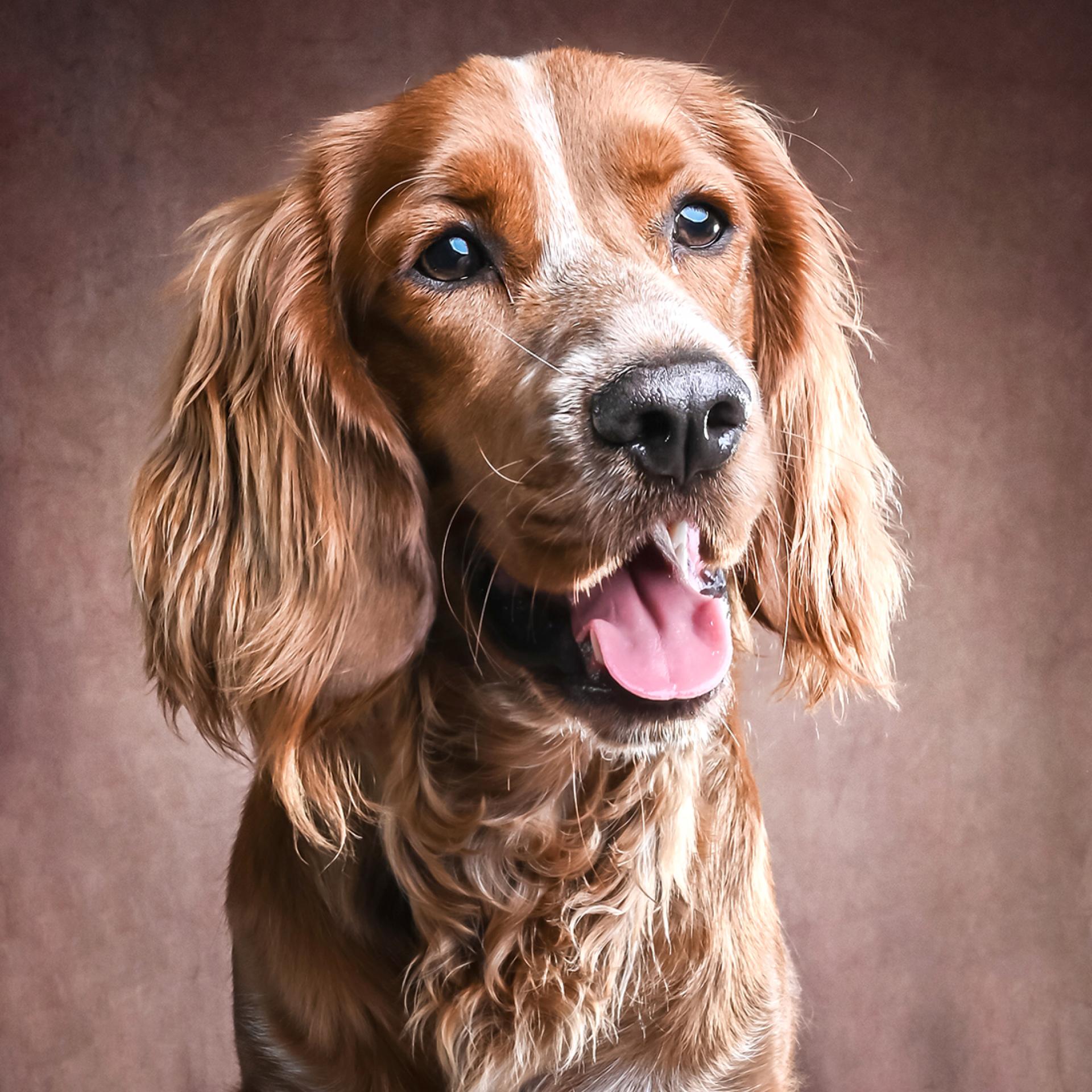 Global Photography Awards Winner - A series of Fine Art Studio Dog Portraits