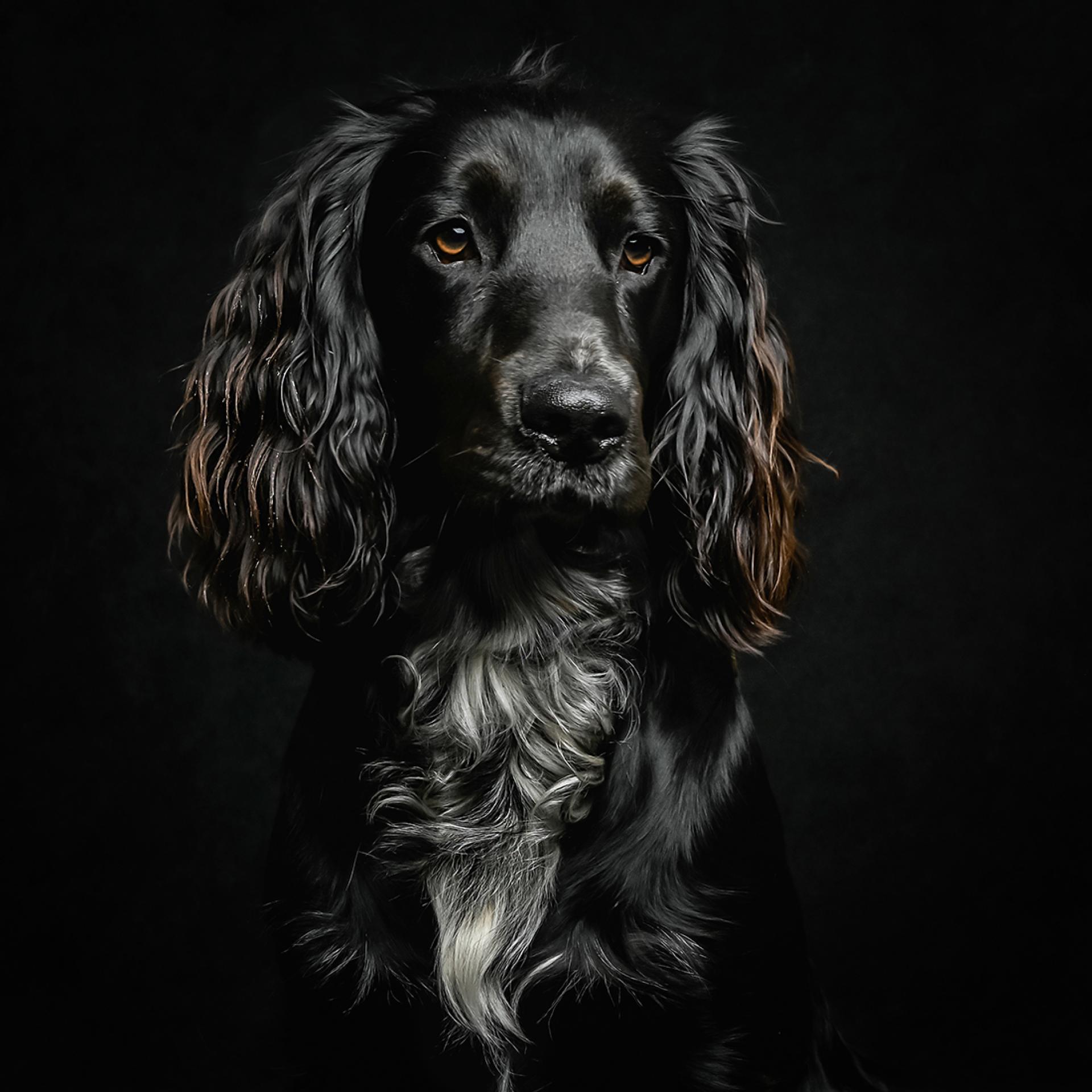 Global Photography Awards Winner - A series of Fine Art Studio Dog Portraits