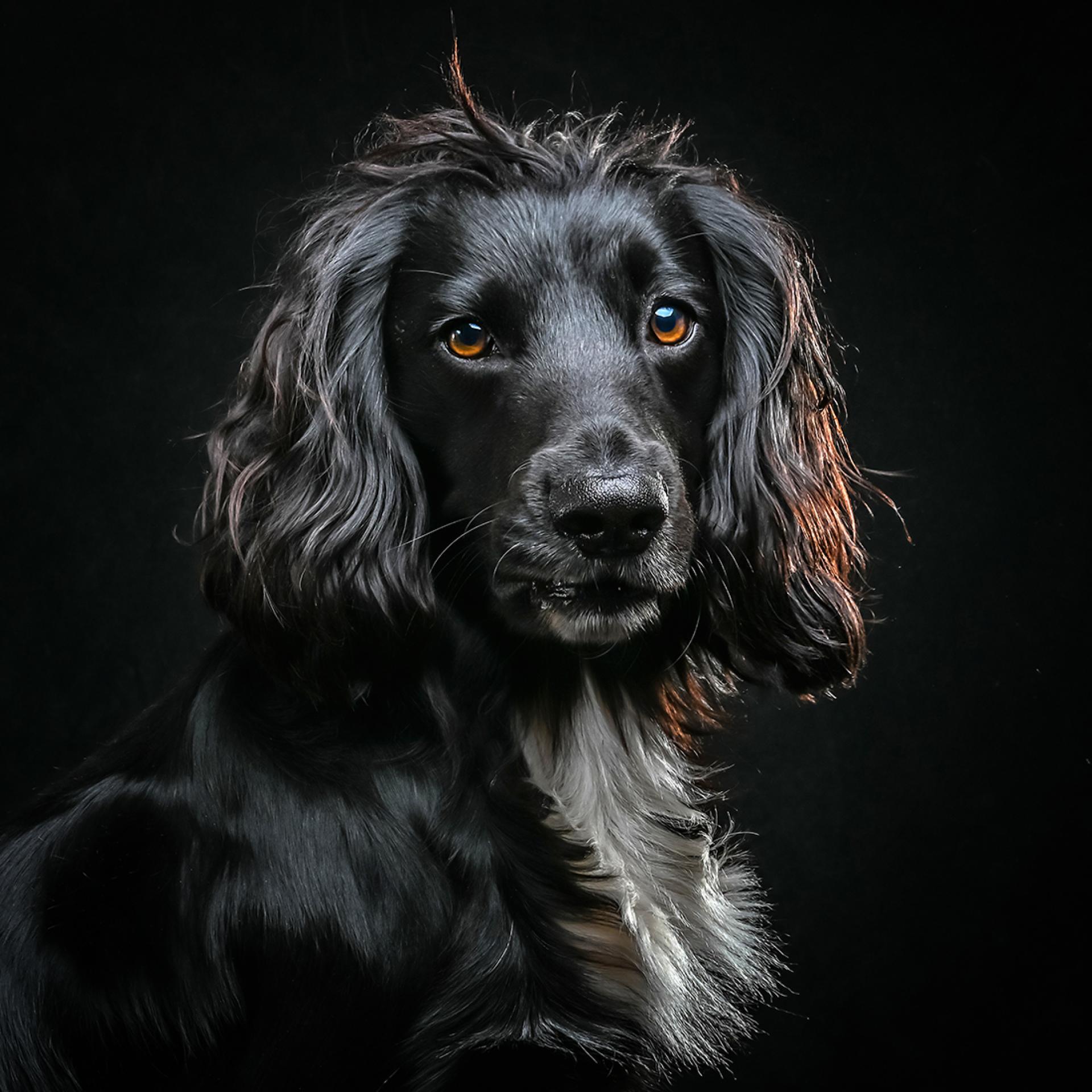 Global Photography Awards Winner - A series of Fine Art Studio Dog Portraits