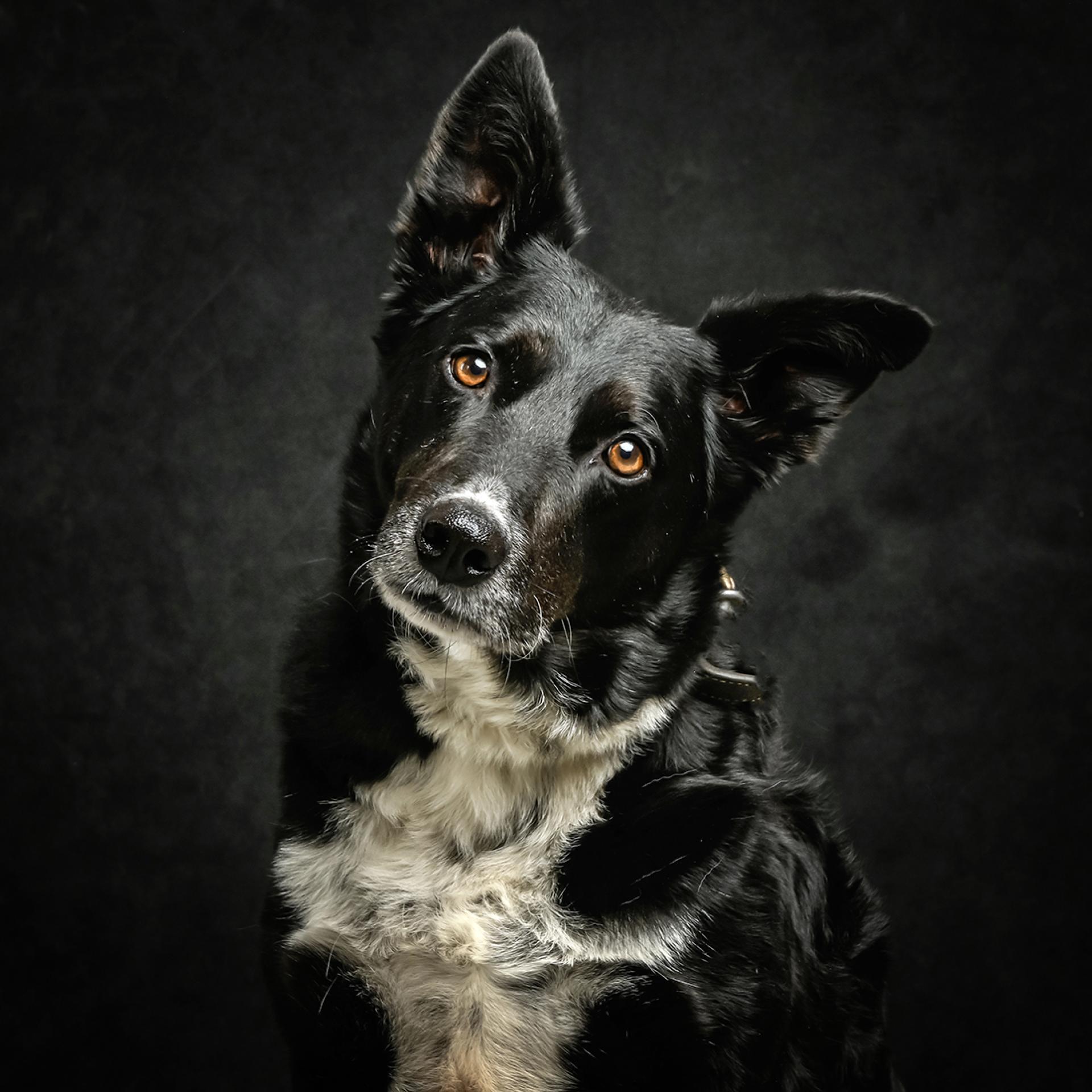 Global Photography Awards Winner - A series of Fine Art Studio Dog Portraits