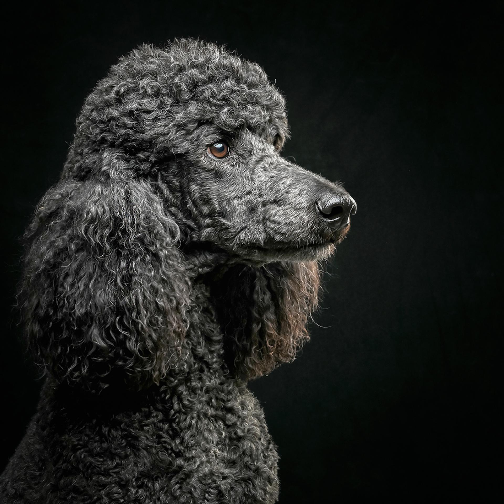 Global Photography Awards Winner - A series of Fine Art Studio Dog Portraits