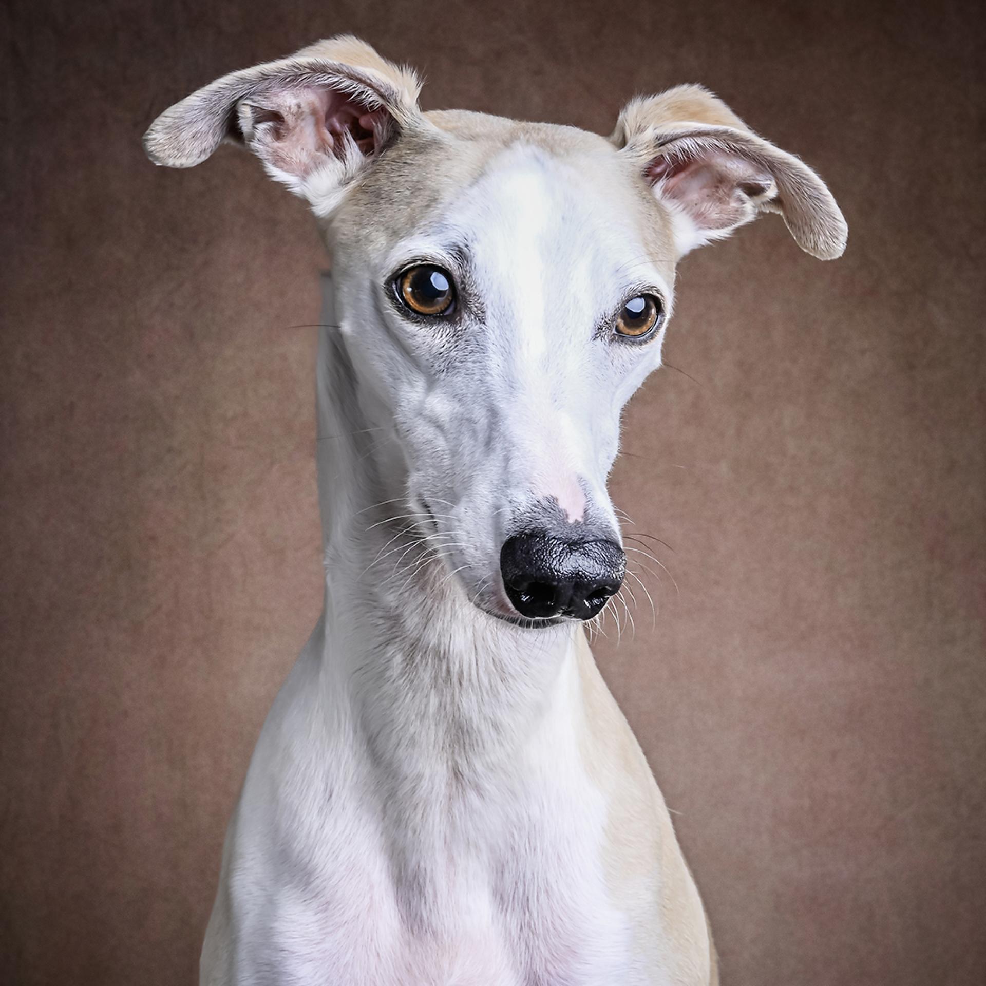 Global Photography Awards Winner - A series of Fine Art Studio Dog Portraits
