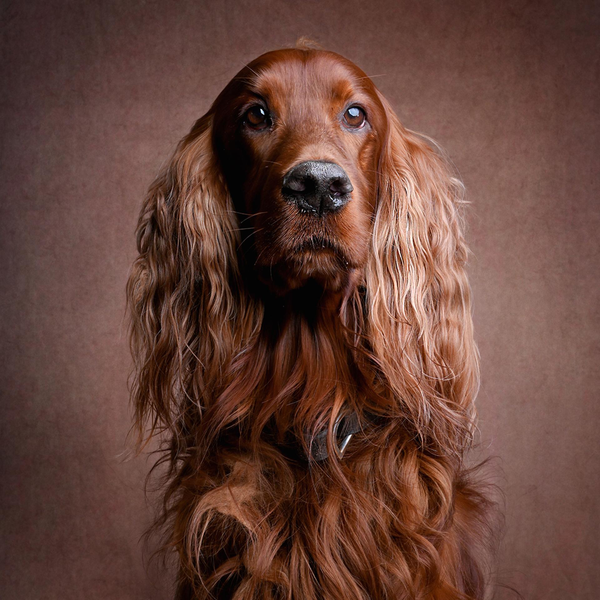 Global Photography Awards Winner - A series of Fine Art Studio Dog Portraits