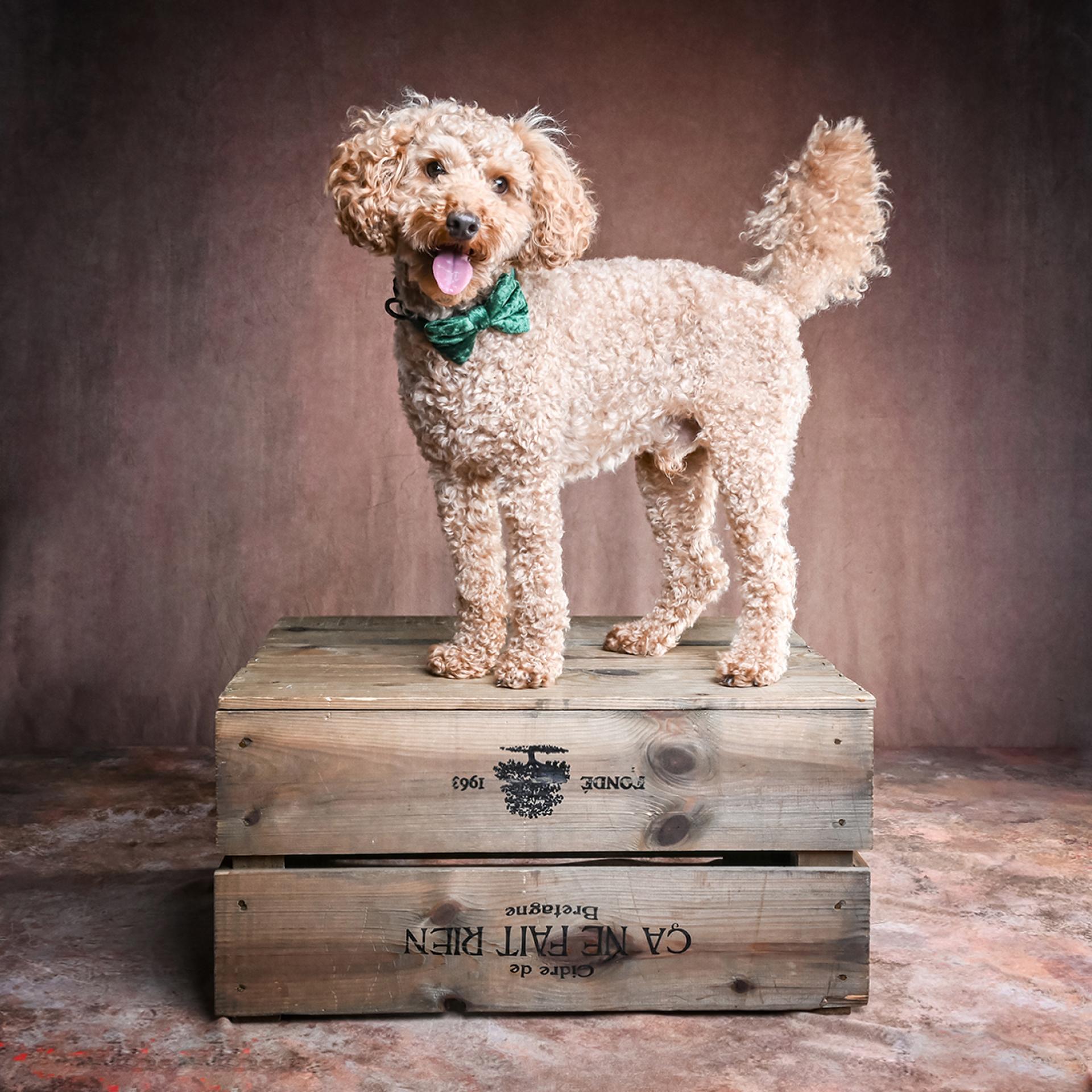 Global Photography Awards Winner - A series of Fine Art Studio Dog Portraits