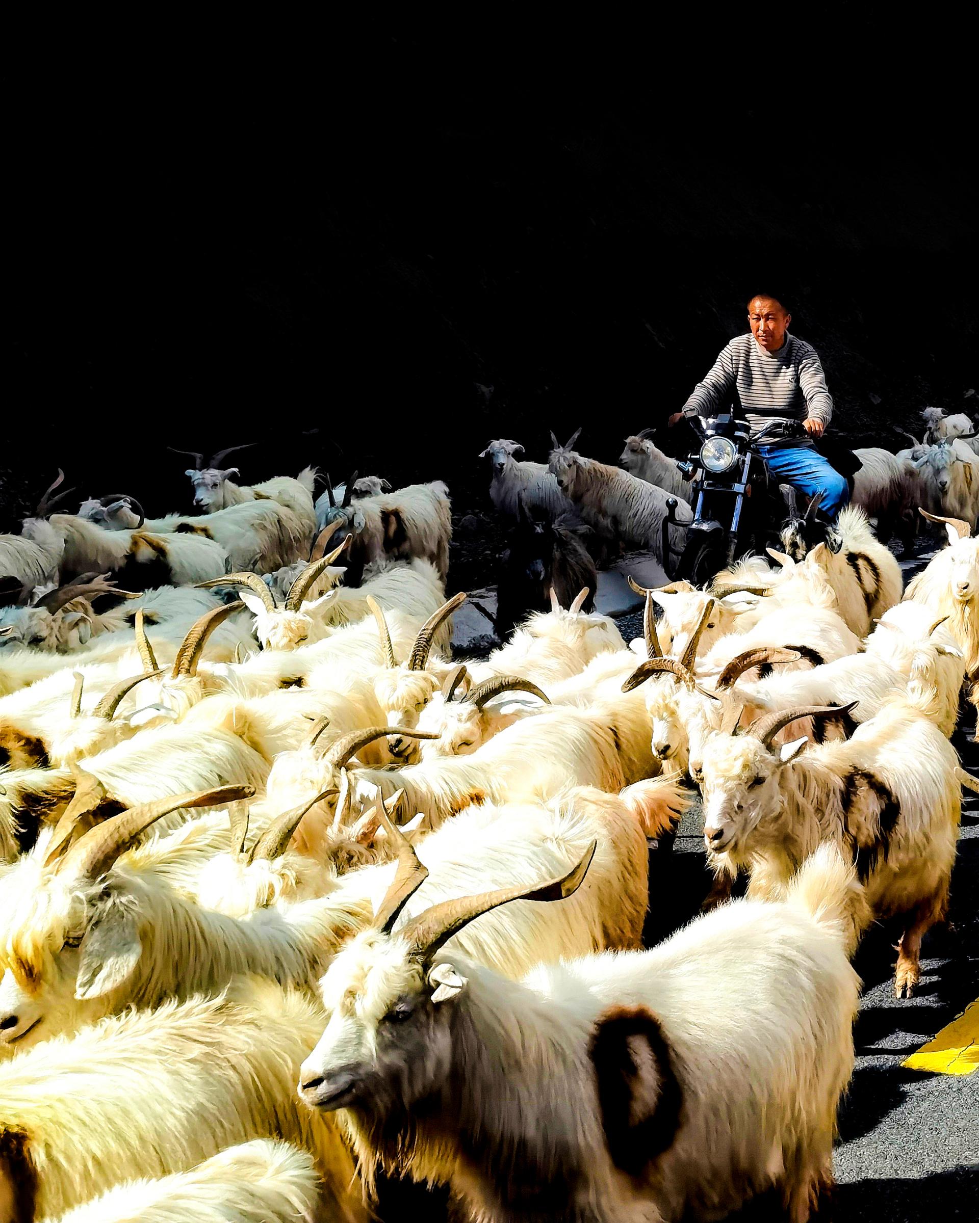 Global Photography Awards Winner - Modern Shepherd