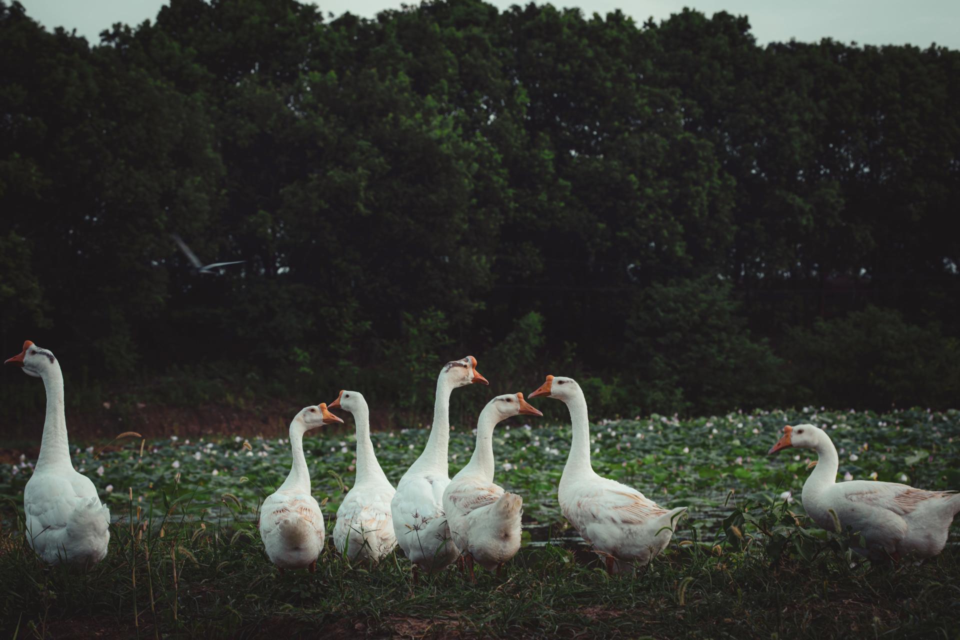 Global Photography Awards Winner - Field Talk