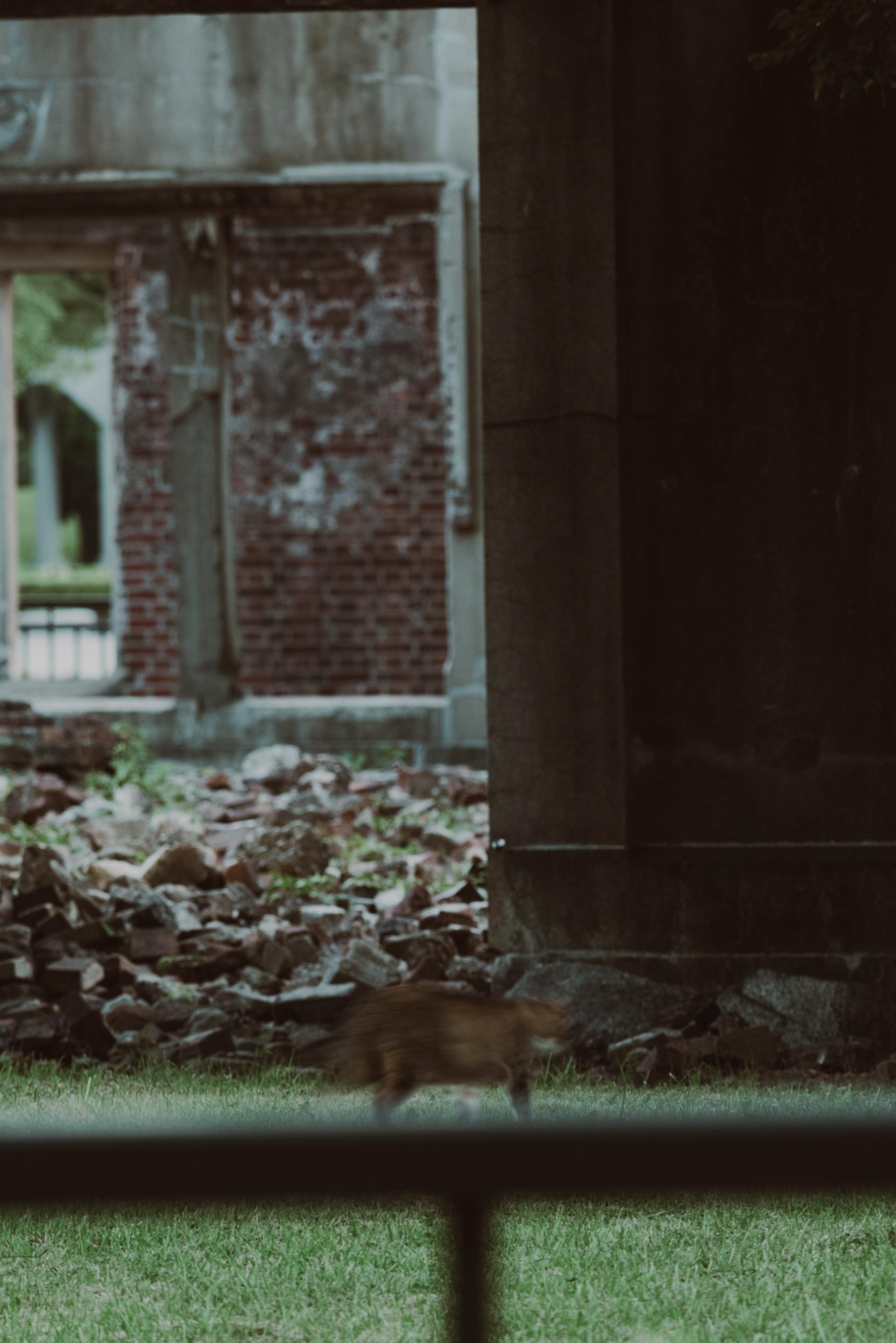 Global Photography Awards Winner - Monster