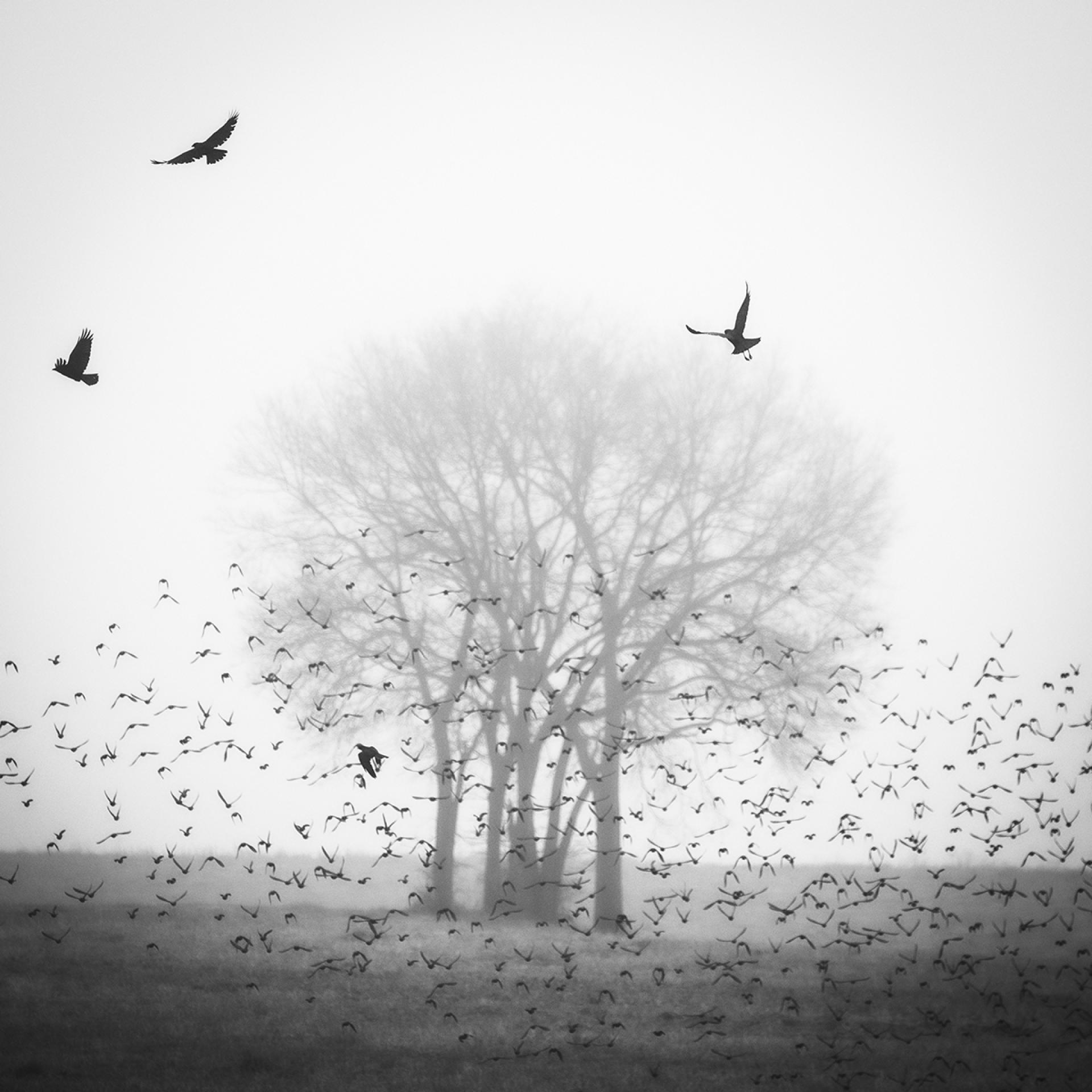 Global Photography Awards Winner -  A Flock of Birds and Bare Trees in the Fog