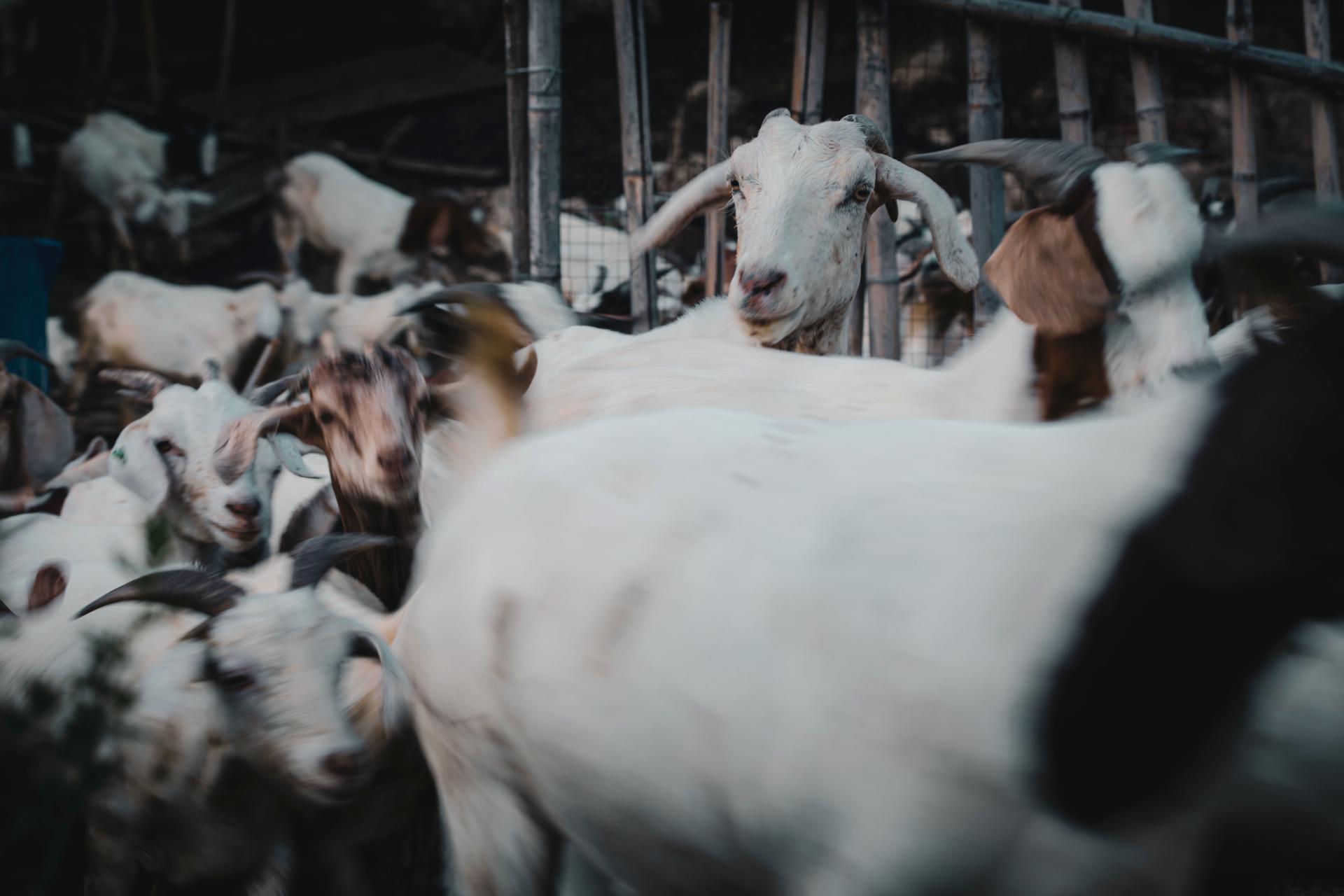 Global Photography Awards Winner - The Gentle Hour