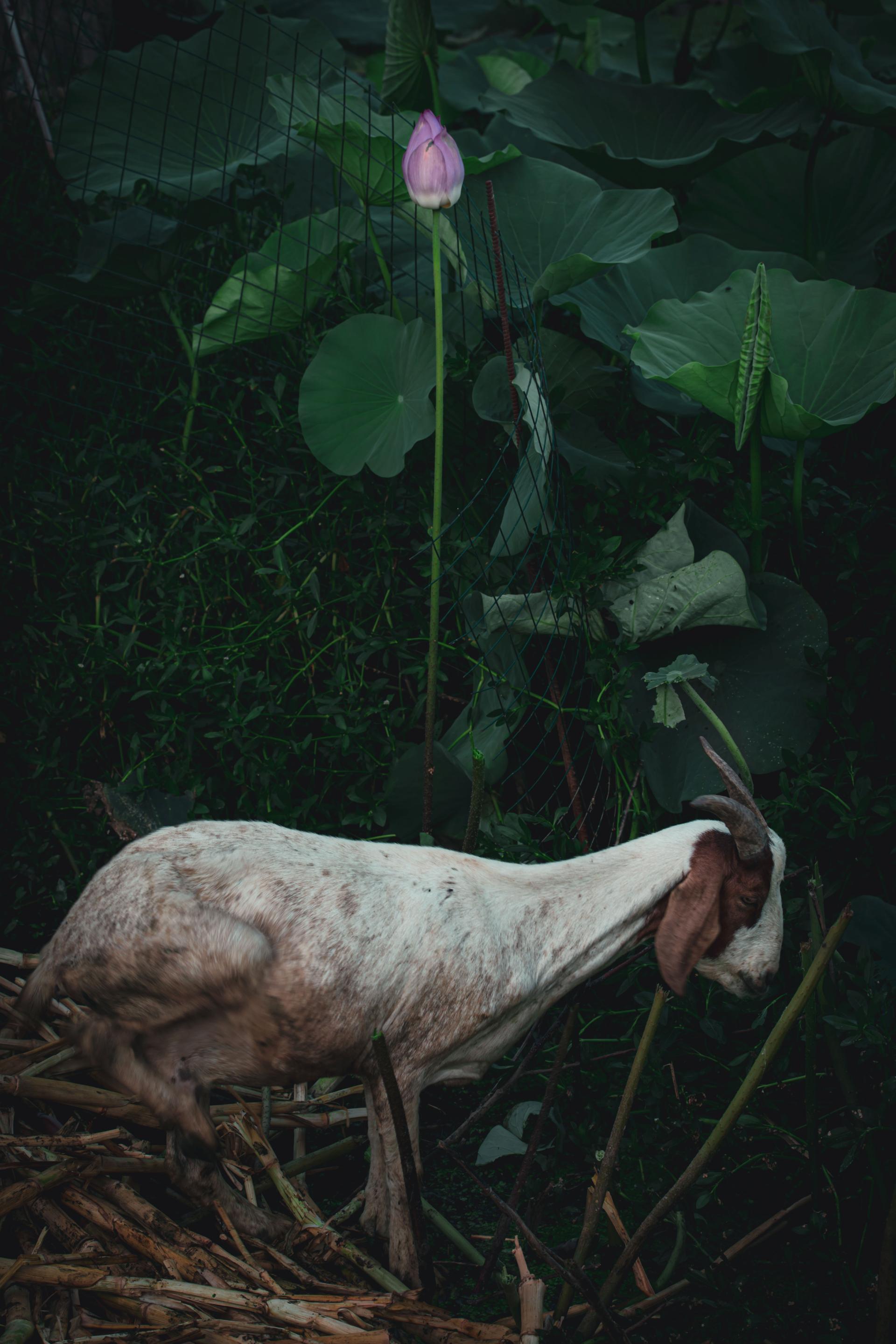 Global Photography Awards Winner - The Gentle Hour