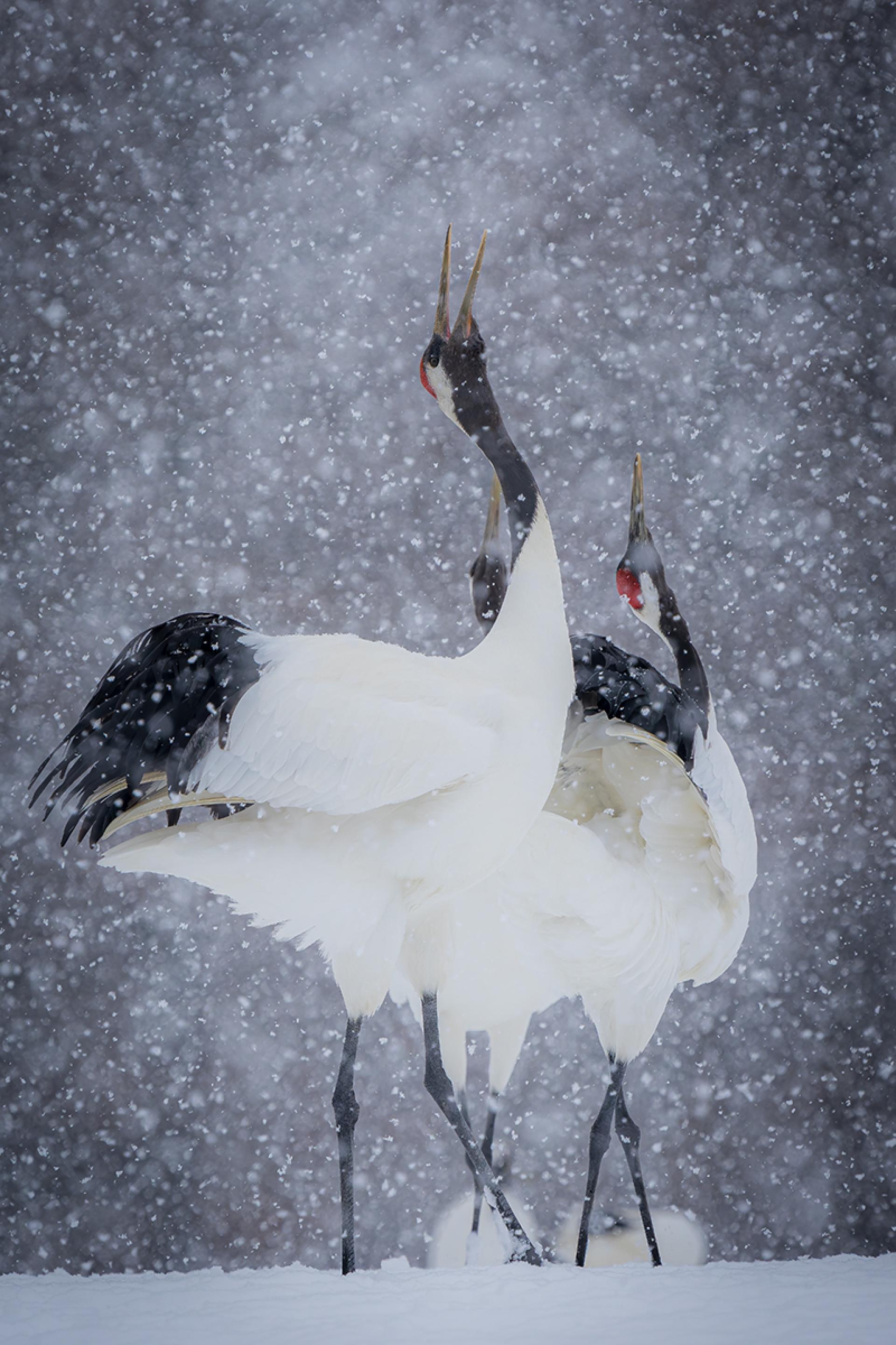 Global Photography Awards Winner - The Song of Life