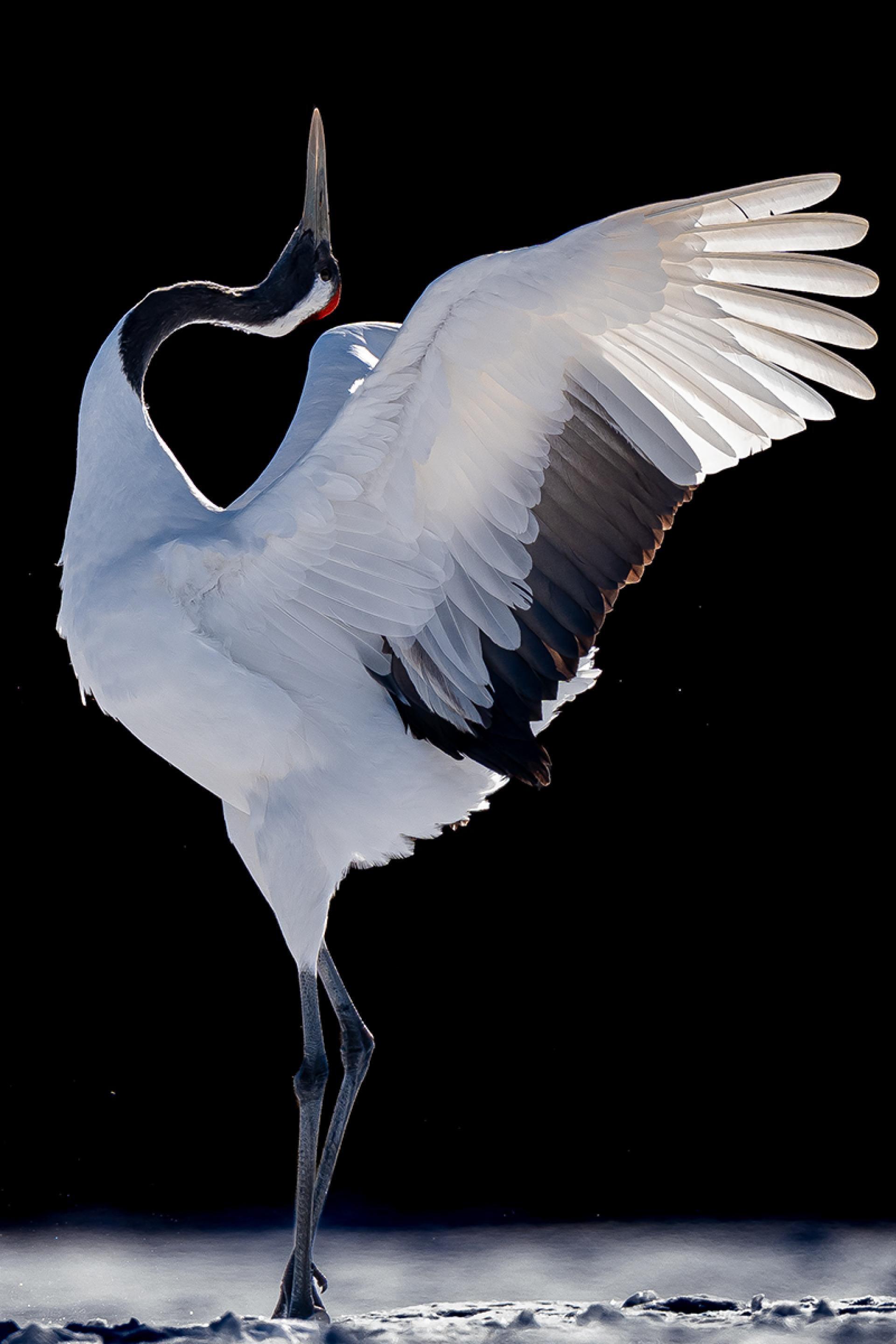 Global Photography Awards Winner - The angels are coming