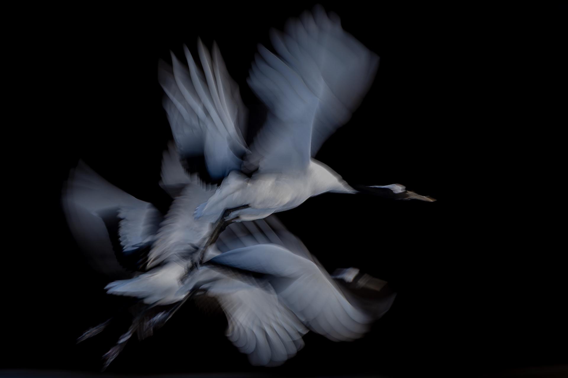 Global Photography Awards Winner - The circle of transmigration