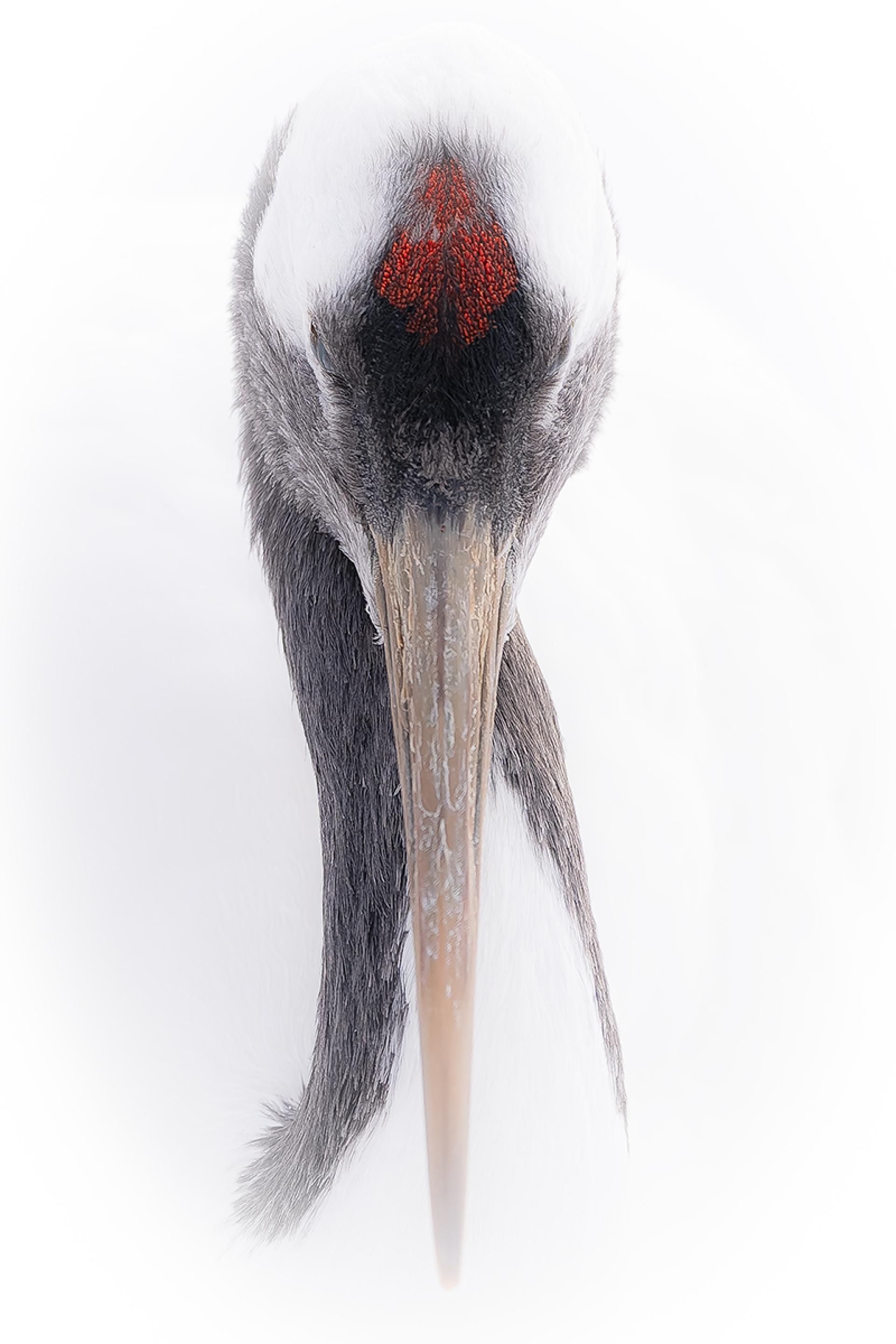 Global Photography Awards Winner - The Red-Crown