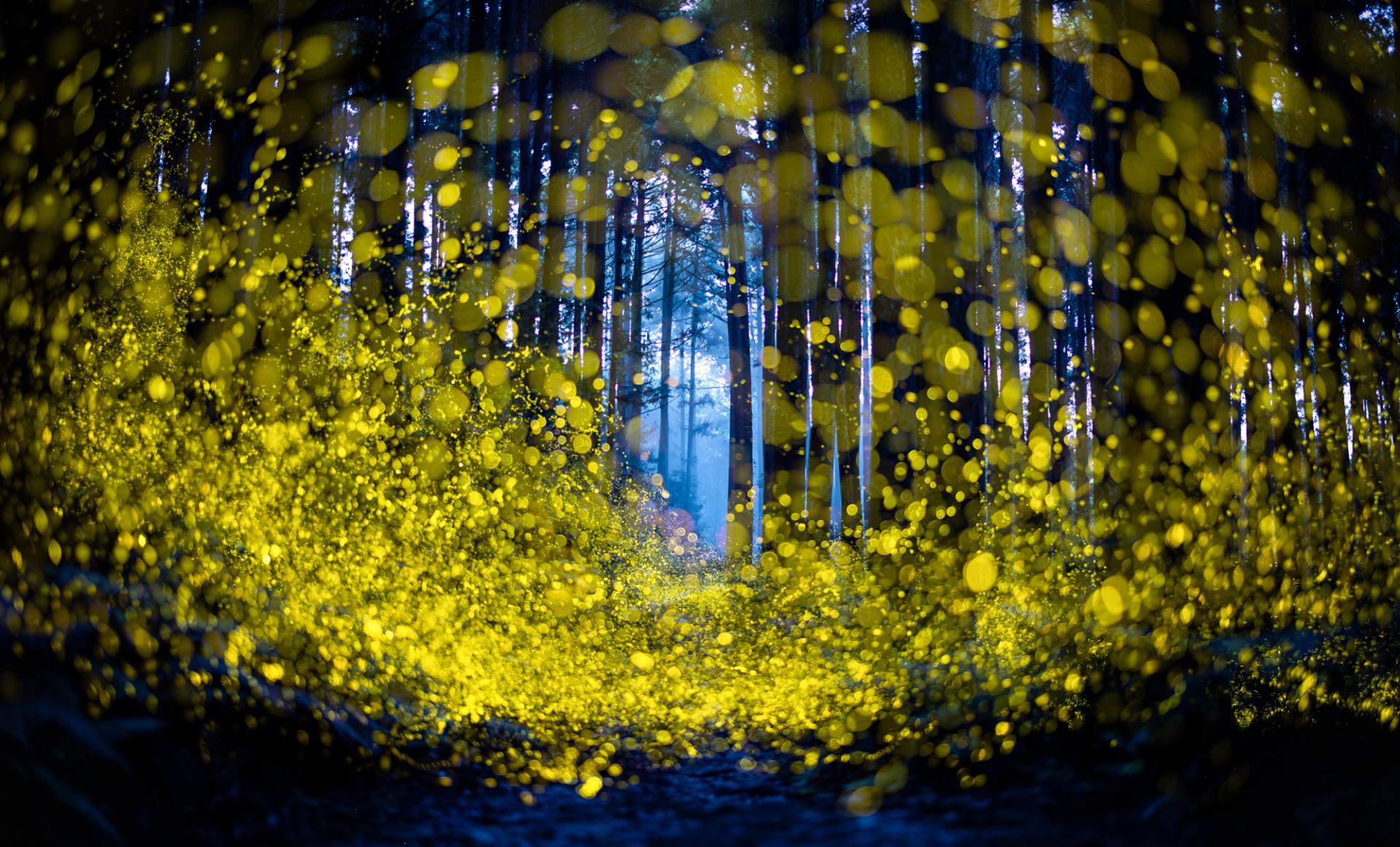 Global Photography Awards Winner - Midsummer Night Firefly 