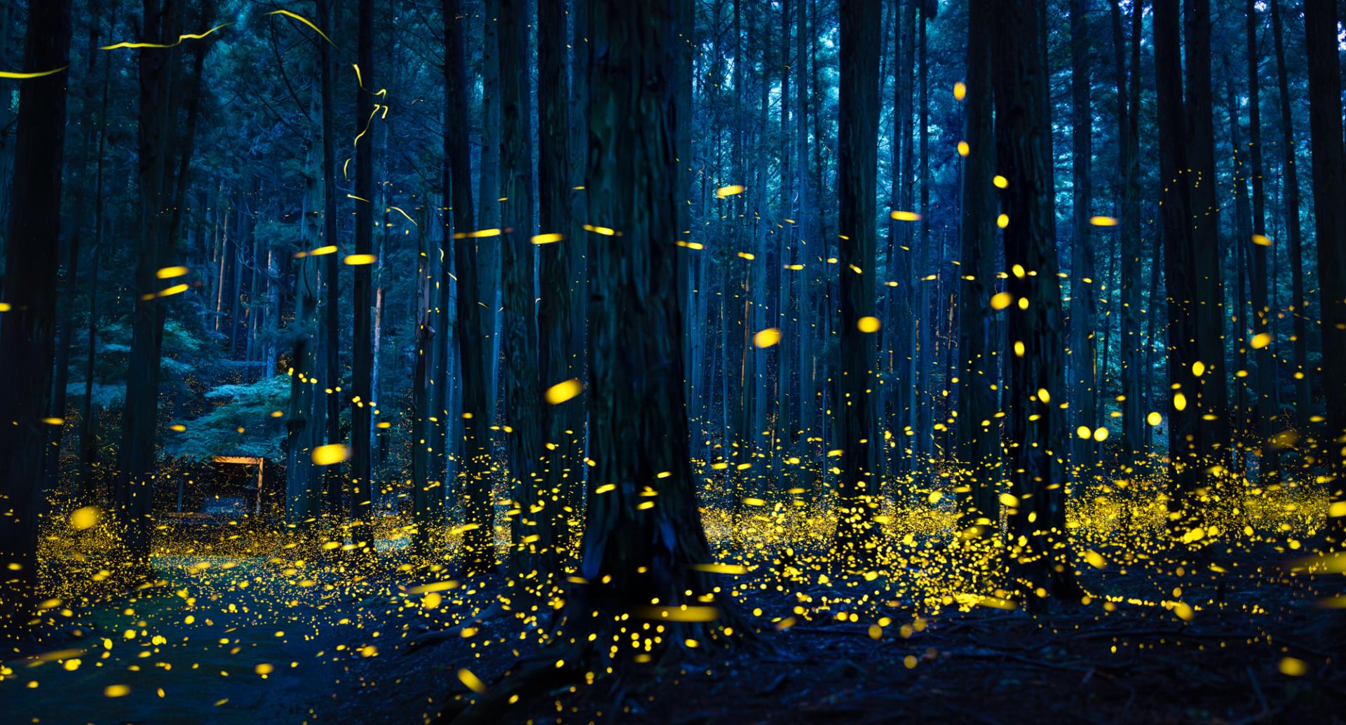 Global Photography Awards Winner - Midsummer Night Firefly 