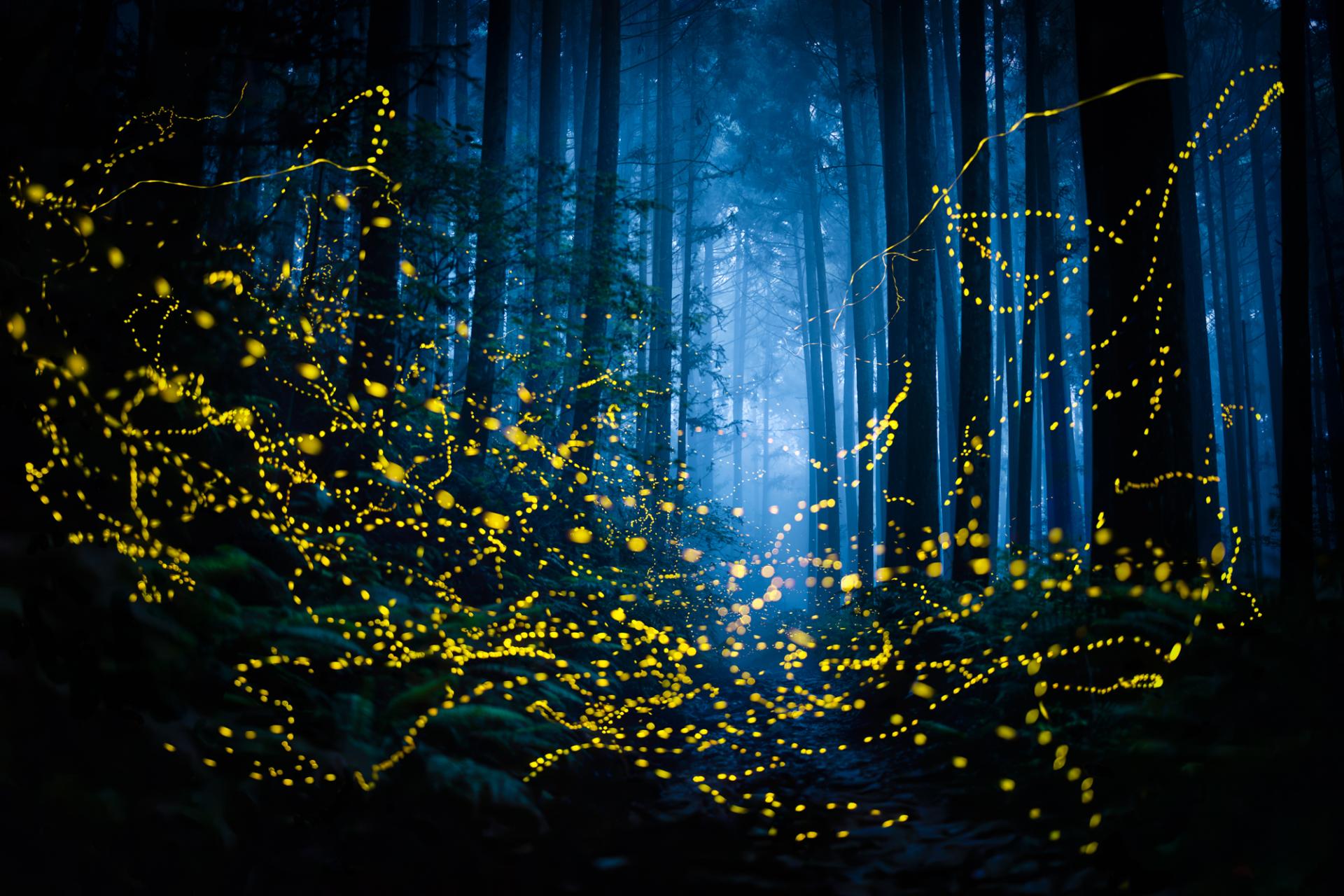 Global Photography Awards Winner - Midsummer Night Firefly 