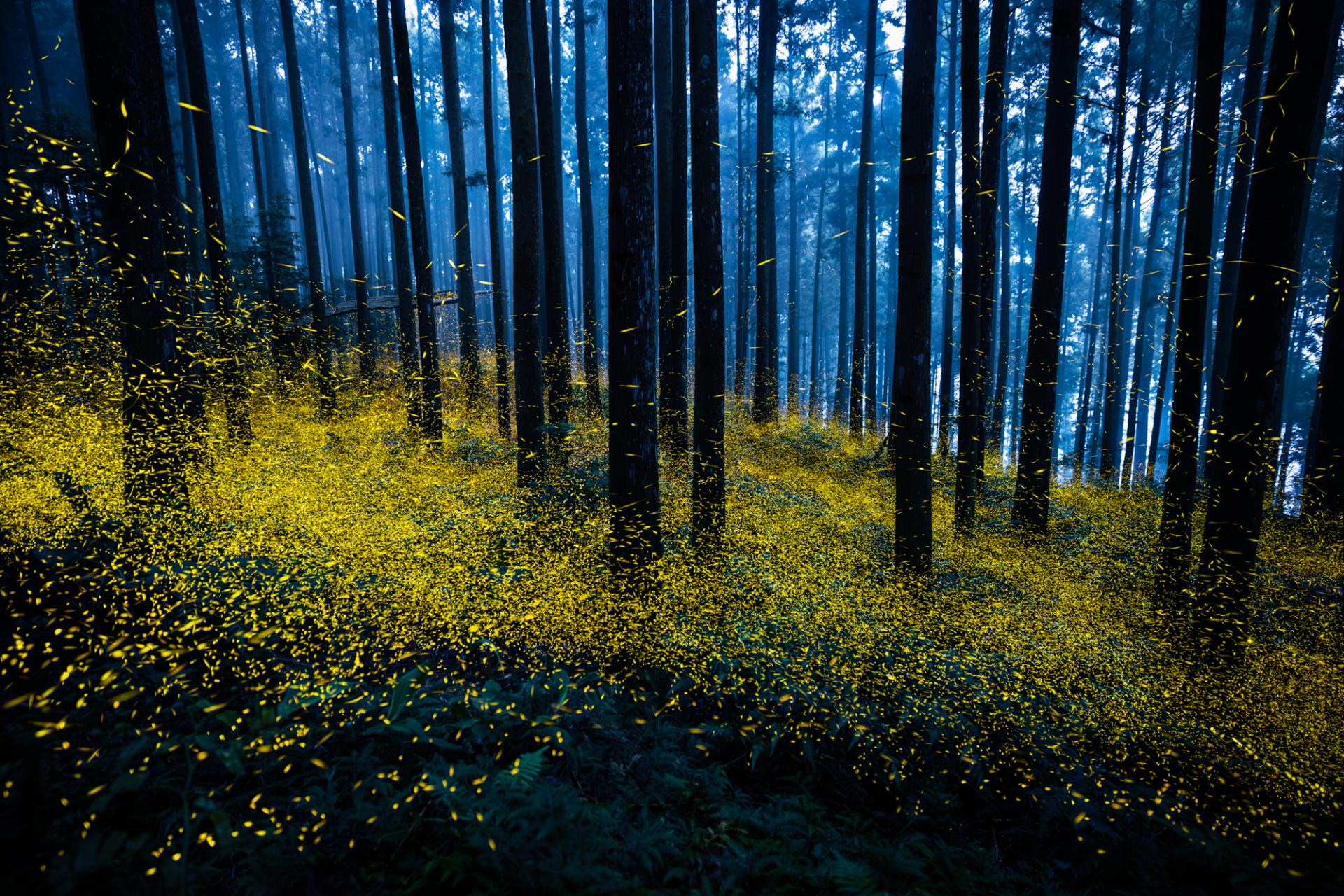 Global Photography Awards Winner - Midsummer Night Firefly 