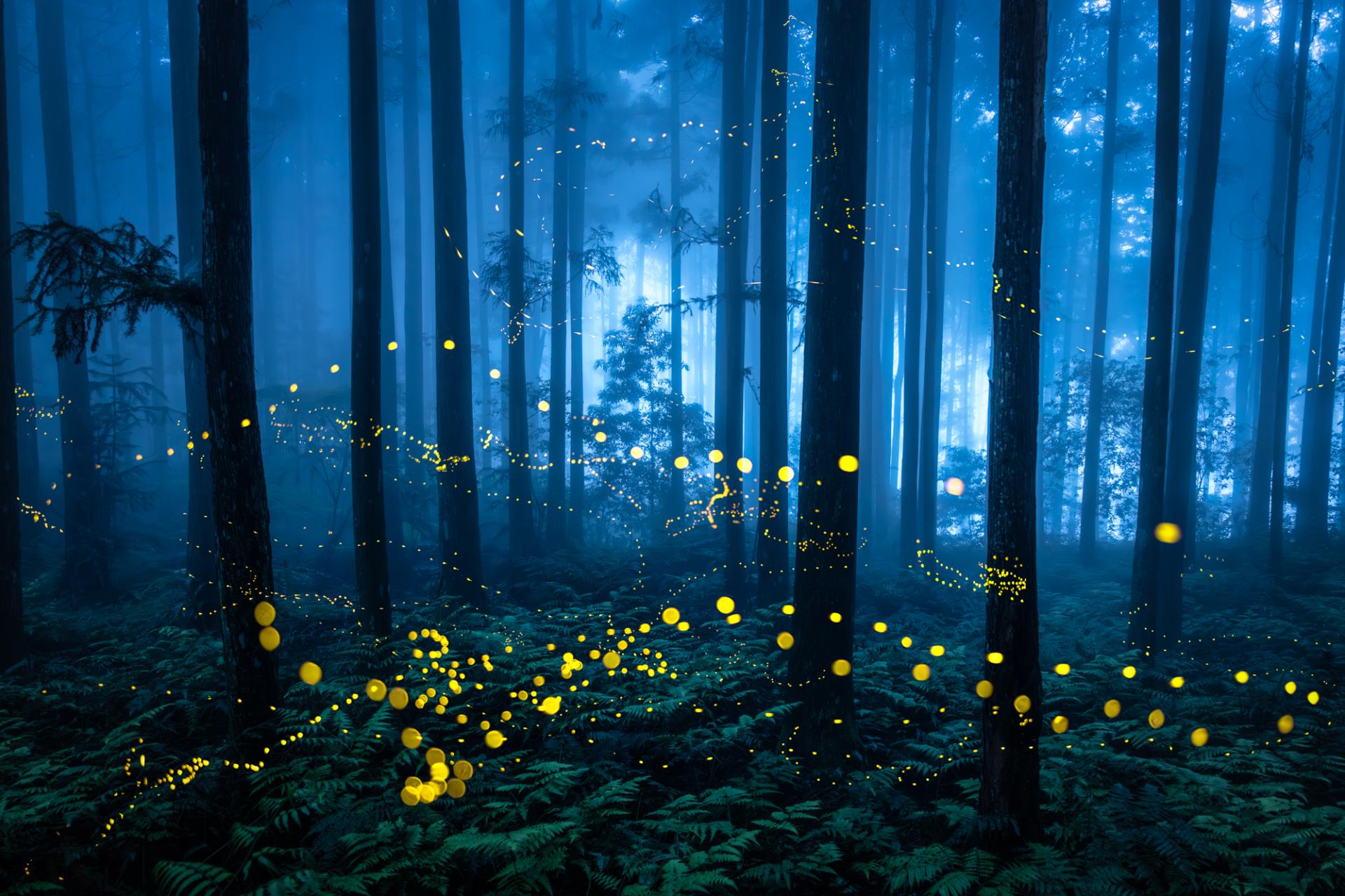 Global Photography Awards Winner - Midsummer Night Firefly 