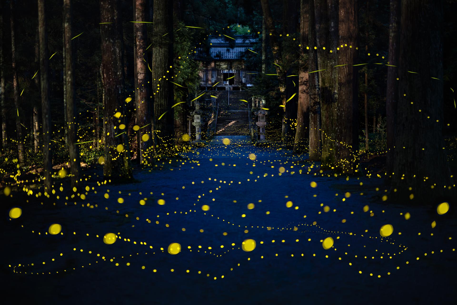 Global Photography Awards Winner - Luminous Elf