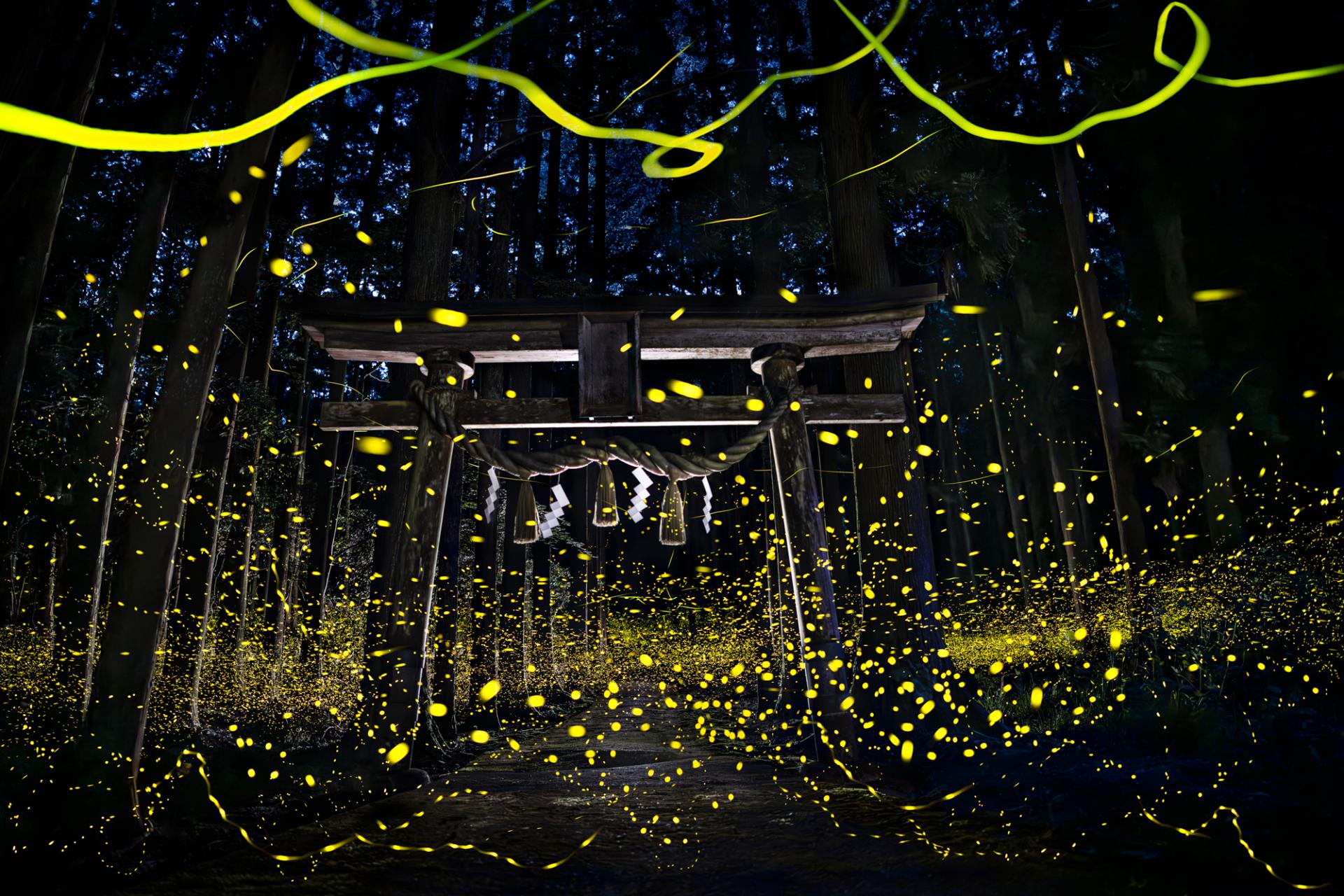 Global Photography Awards Winner - Luminous Elf