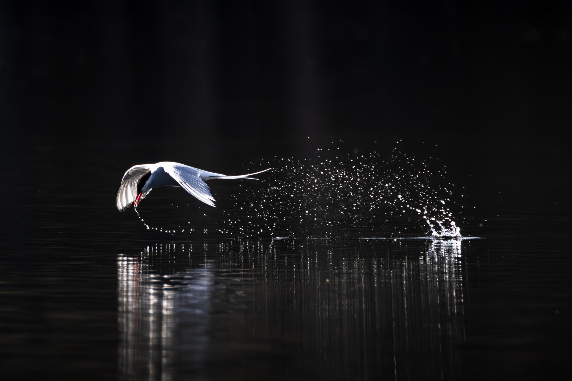 Global Photography Awards Winner - Tern's Silent Catch