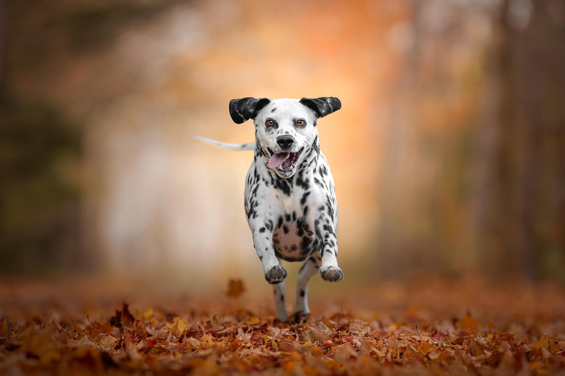 Global Photography Awards Winner - Leaf Dash Delight