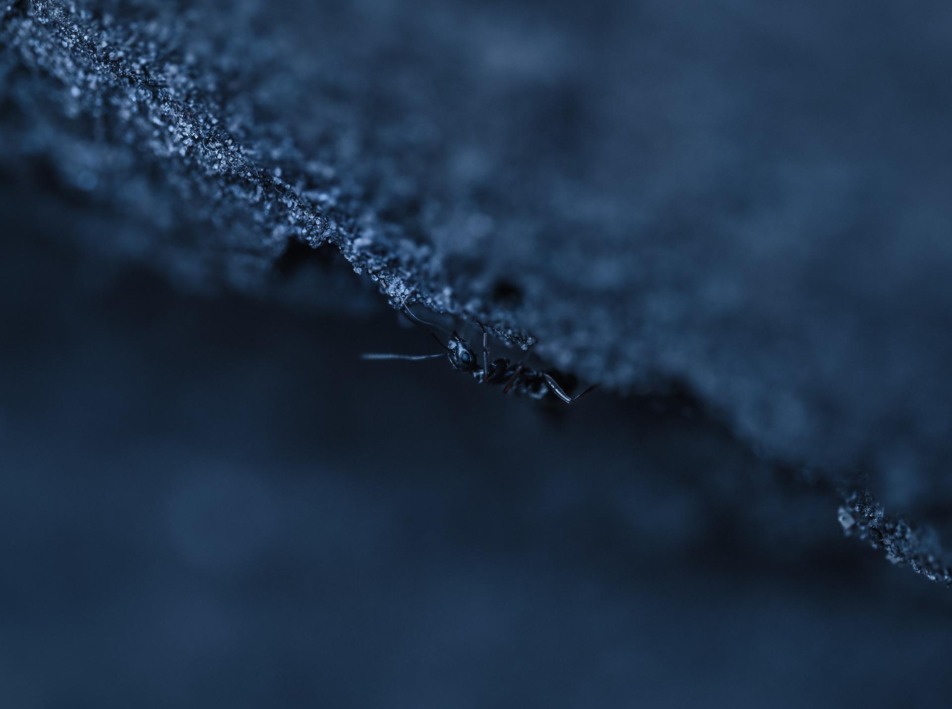 Global Photography Awards Winner - Echoes of a Living Landscape: Between Stillness and Motion