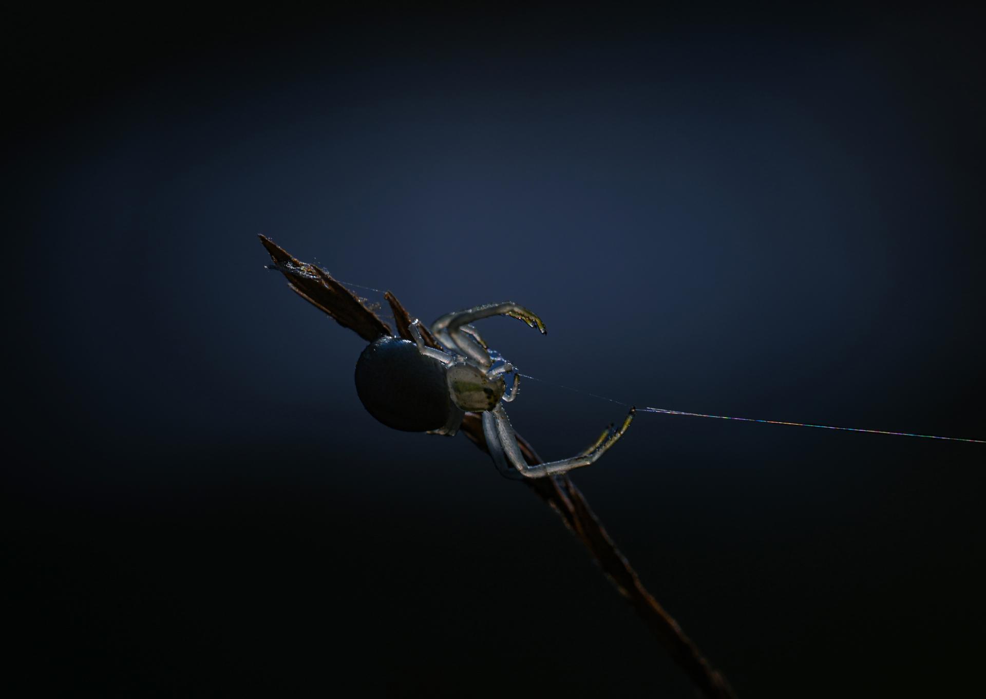 Global Photography Awards Winner - Echoes of a Living Landscape: Between Stillness and Motion