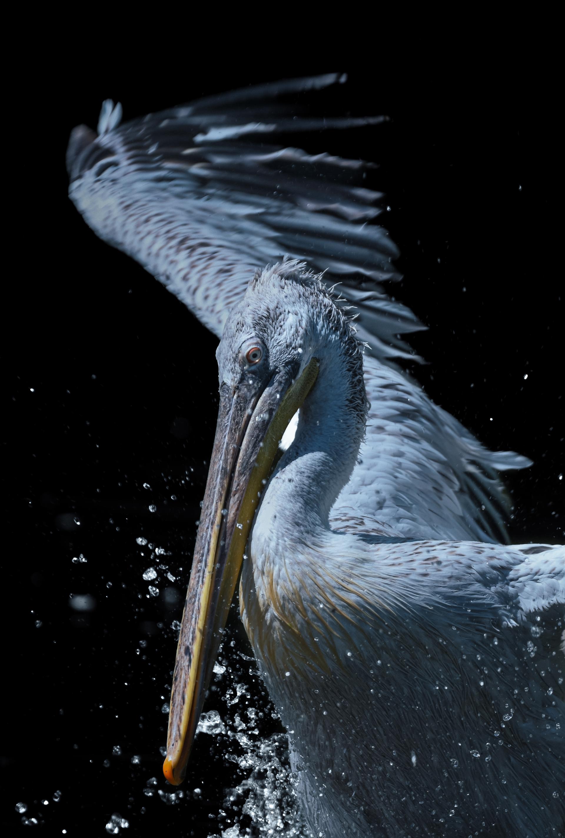 Global Photography Awards Winner - Echoes of a Living Landscape: Between Stillness and Motion