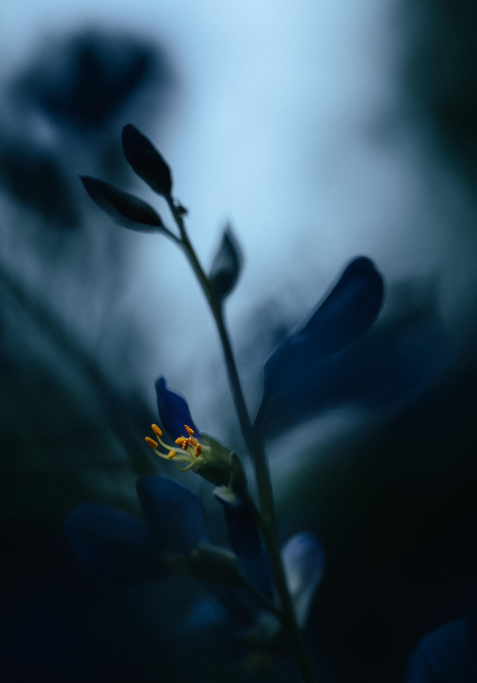 Global Photography Awards Winner - Echoes of a Living Landscape: Between Stillness and Motion