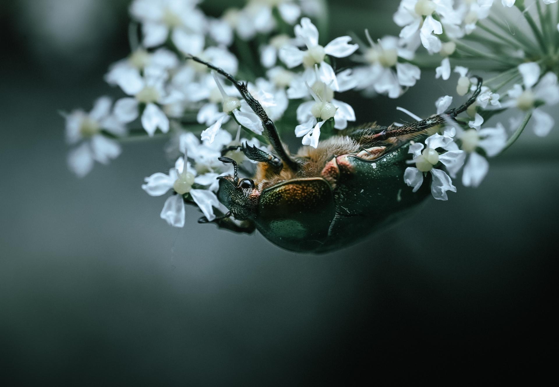 Global Photography Awards Winner - Echoes of a Living Landscape: Between Stillness and Motion