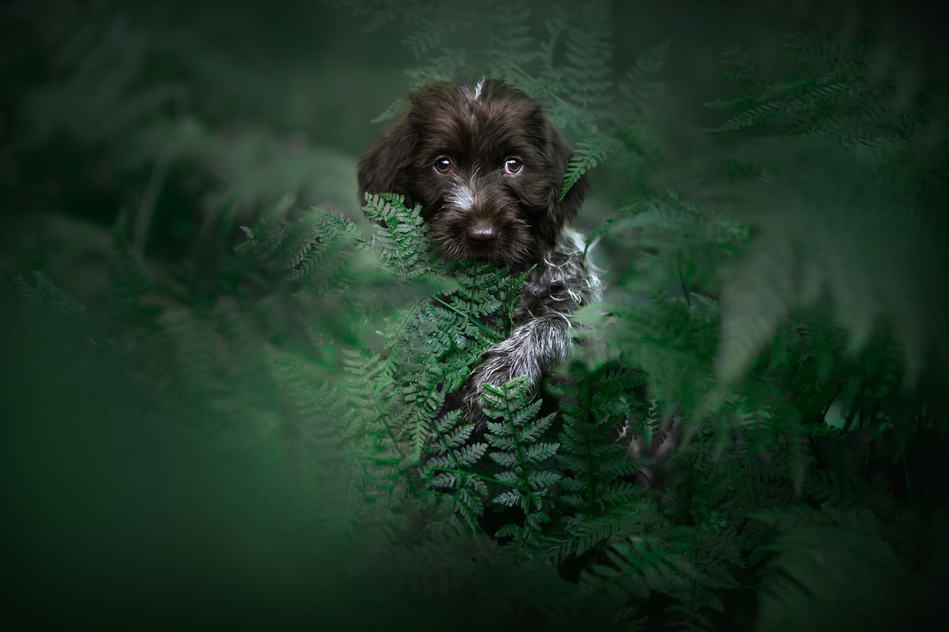 Global Photography Awards Winner - Curious Fernling