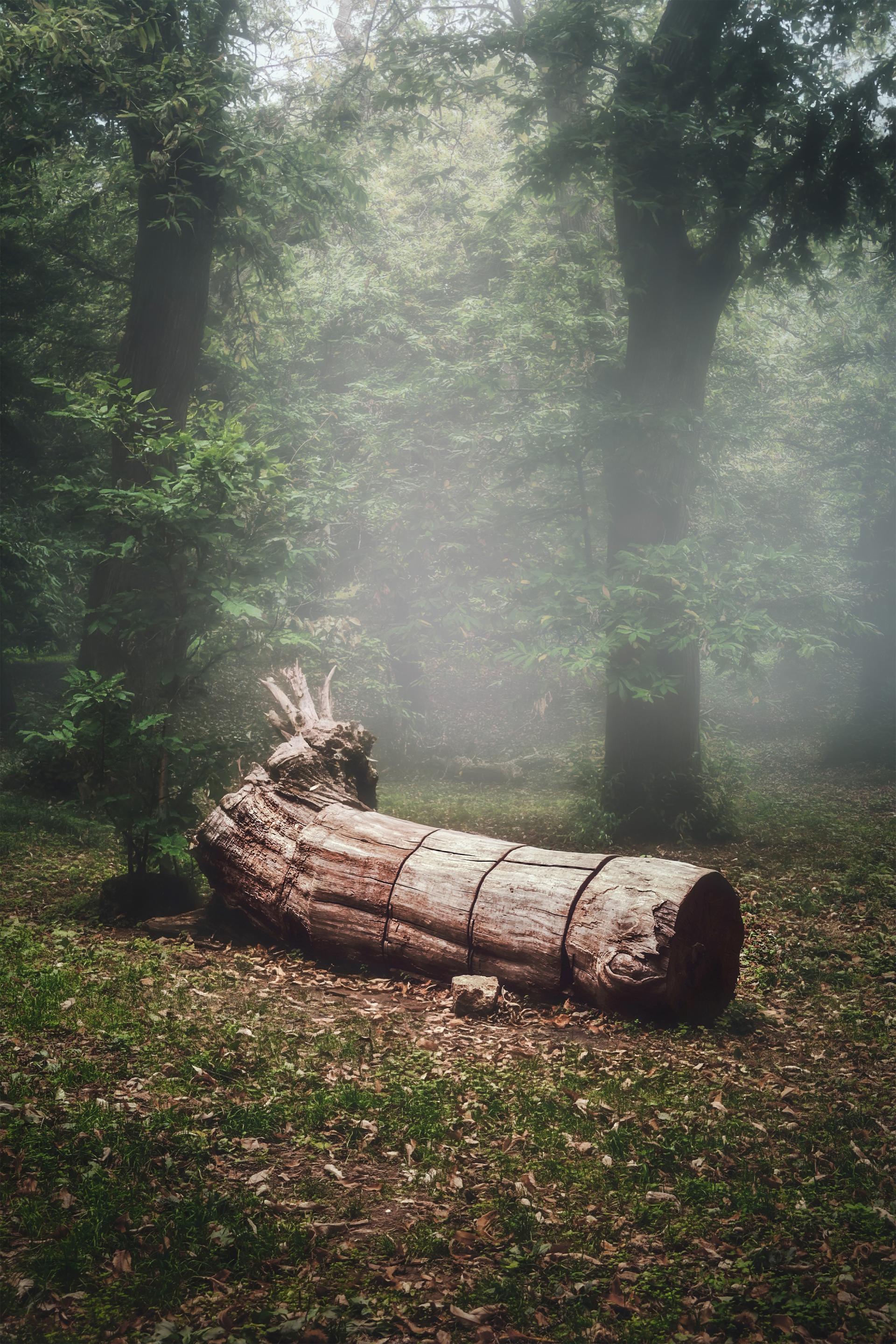 Global Photography Awards Winner - Stump in Green Fall