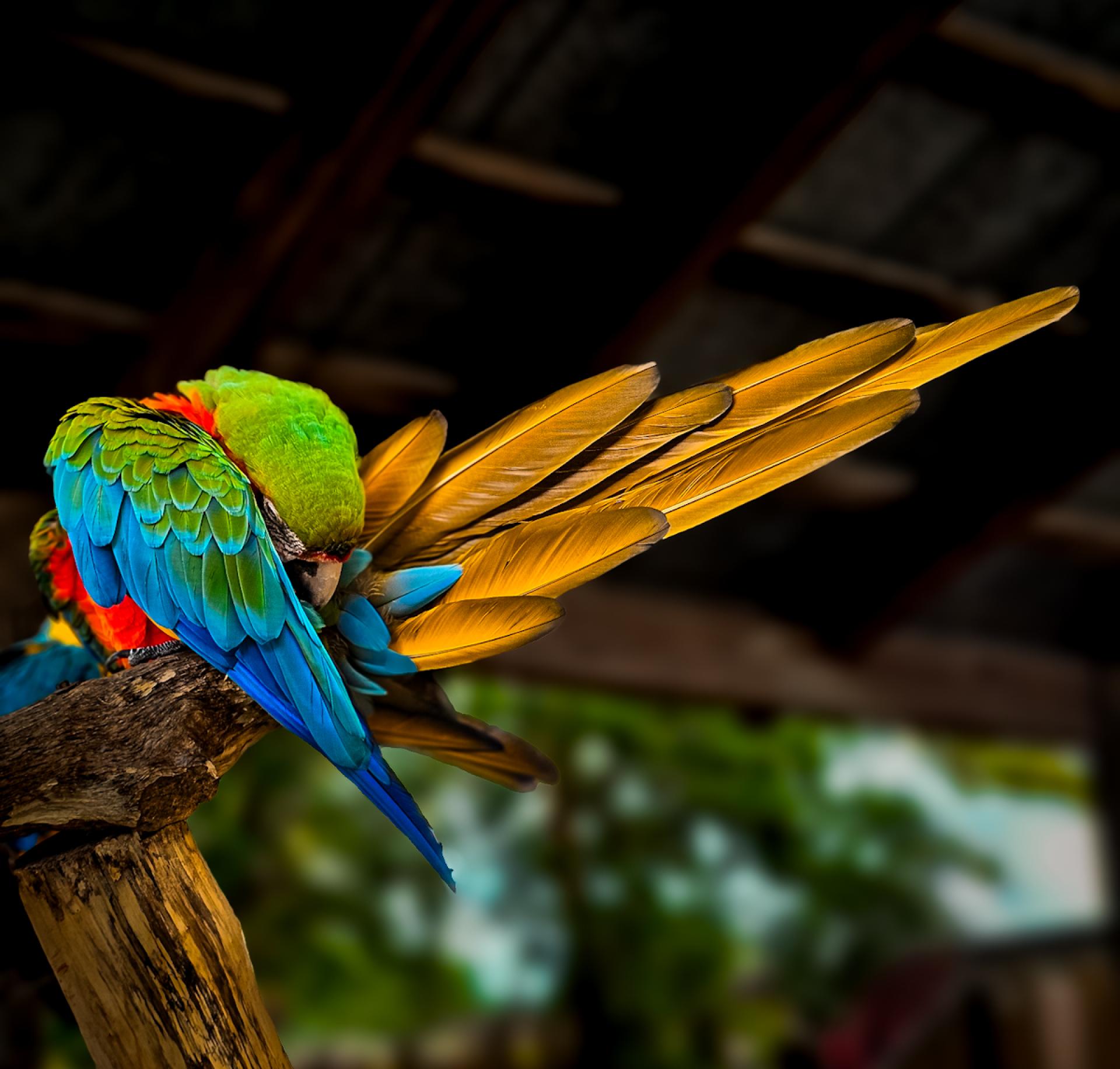 Global Photography Awards Winner - Prism of Plumage