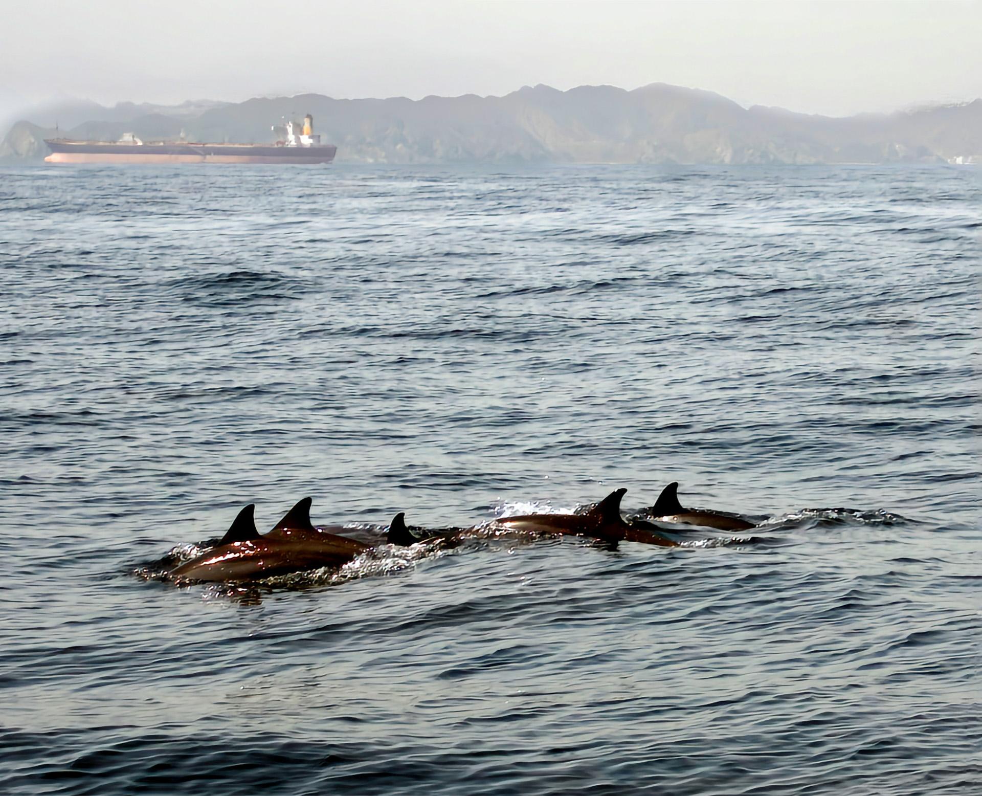 Global Photography Awards Winner - Oil and Dolphins