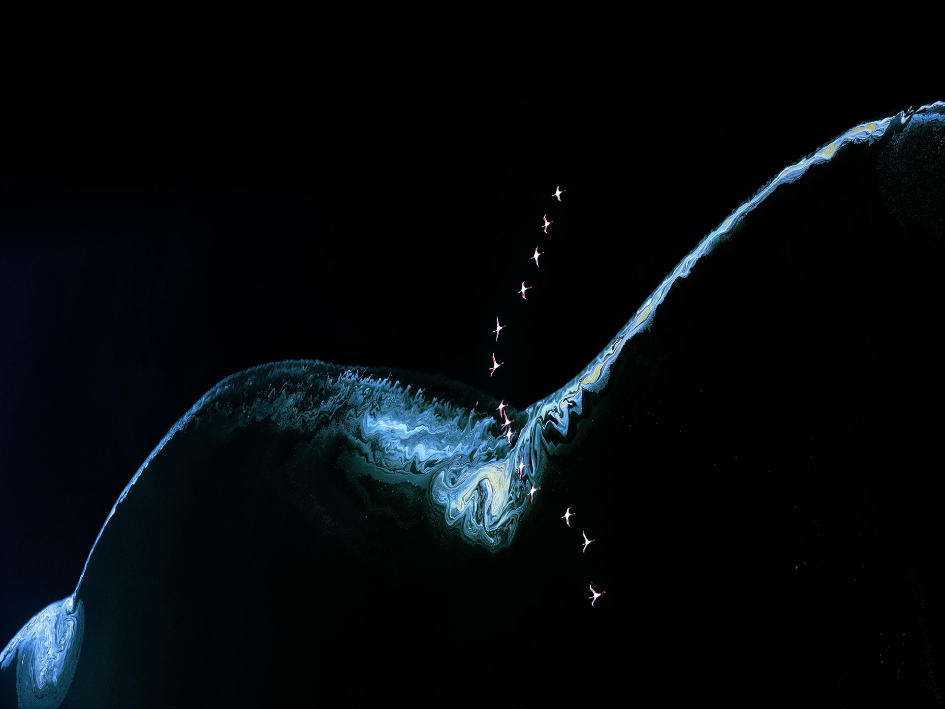 Global Photography Awards Winner - Flight of the pink flamingoes #2