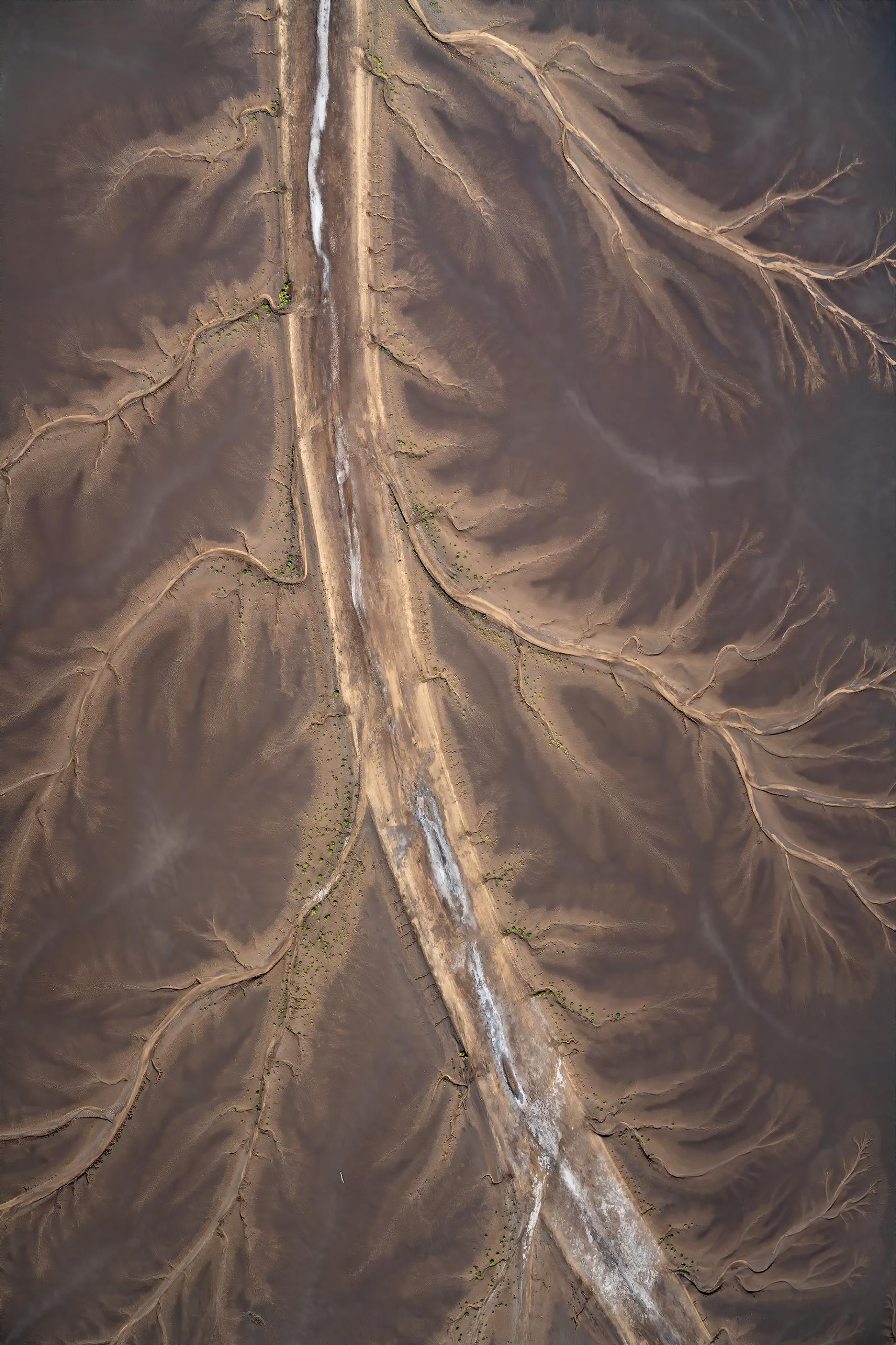 Global Photography Awards Winner - Tidal Tree