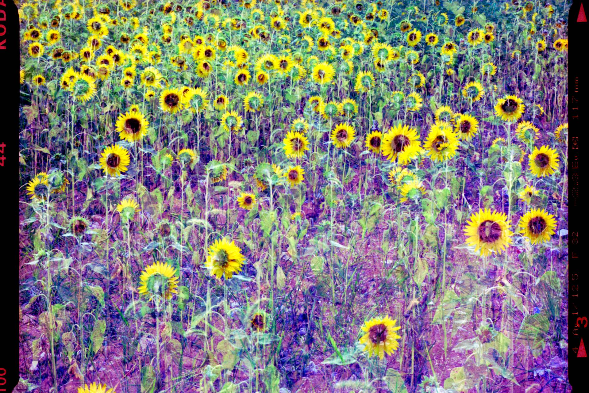 Global Photography Awards Winner - Year 3000 flower blossom, this weather, and today
