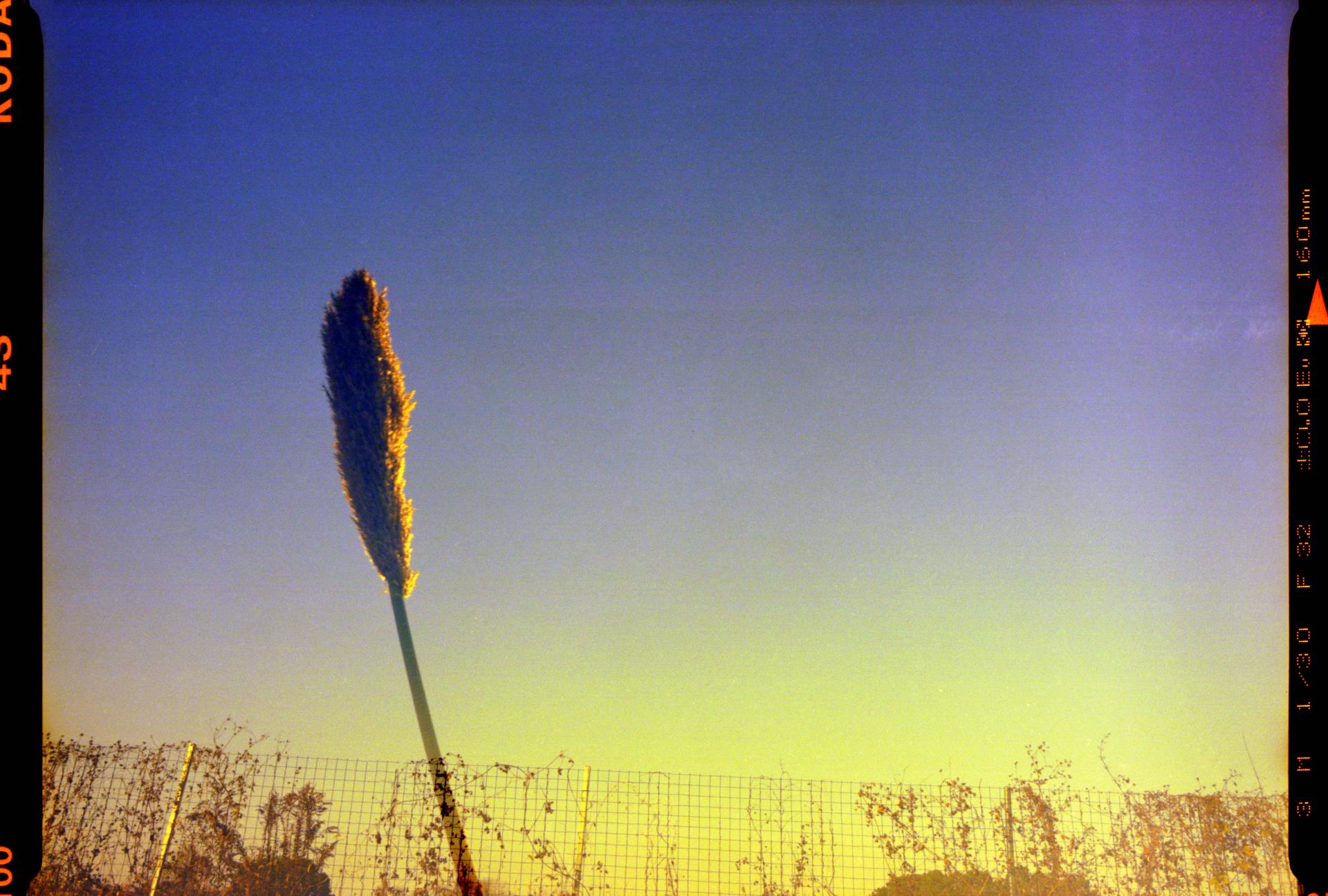 Global Photography Awards Winner - Year 3000 flower blossom, this weather, and today