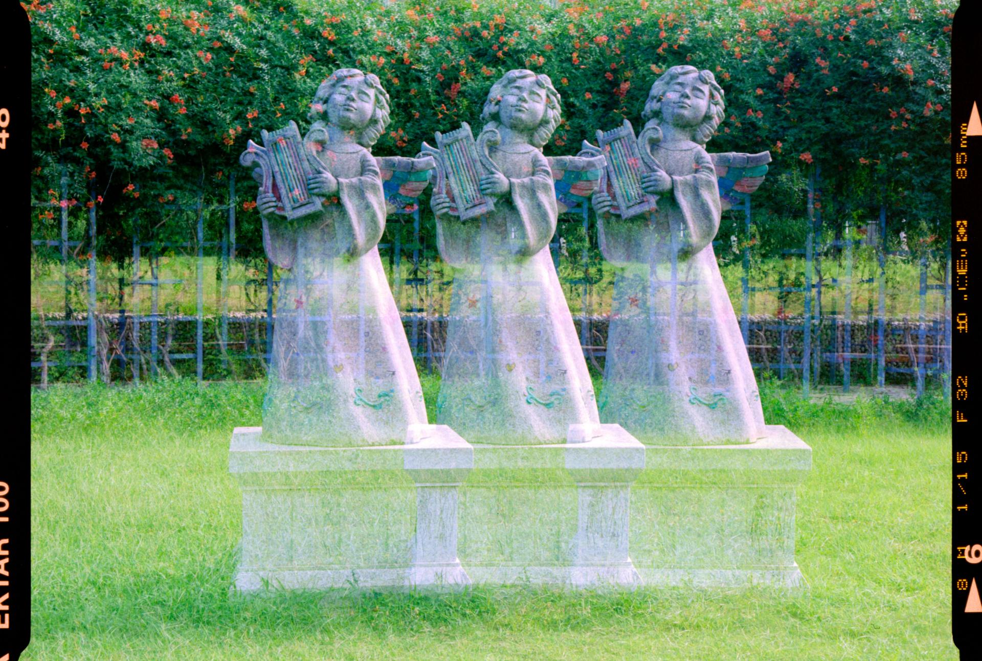 Global Photography Awards Winner - Year 3000 flower blossom, this weather, and today
