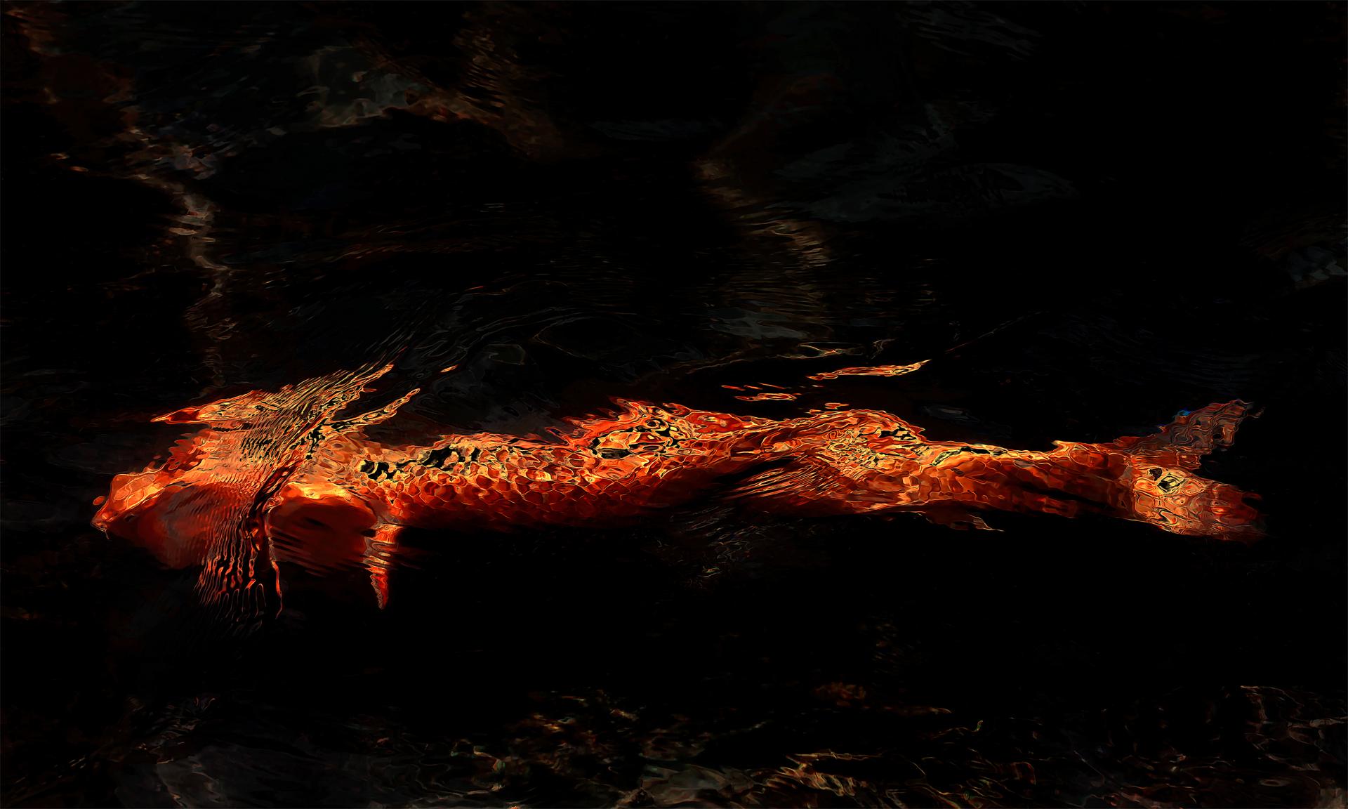 Global Photography Awards Winner - Dragon Koi