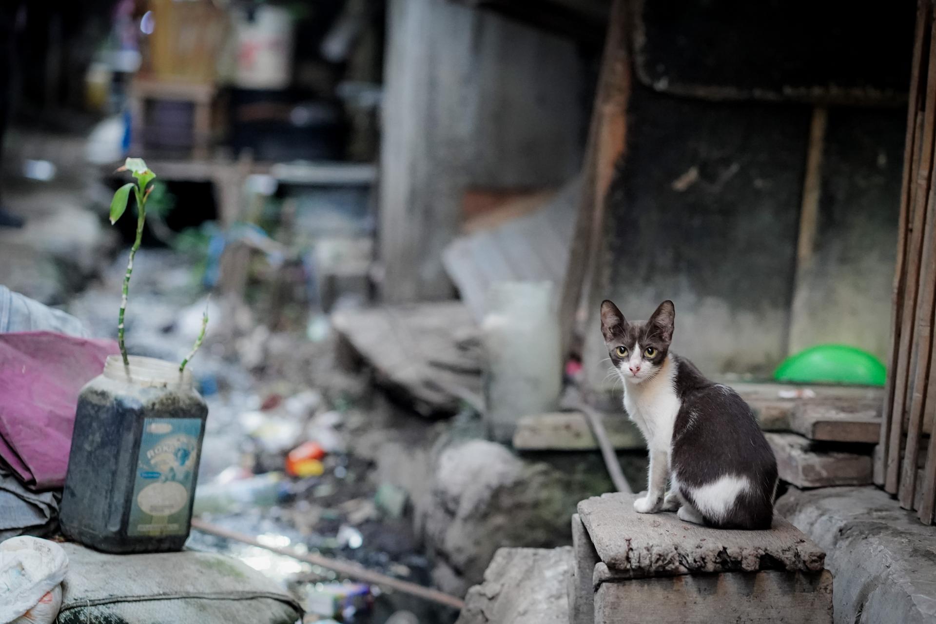 Global Photography Awards Winner - Beneath the Toll Road: The Final Evening at KM 17