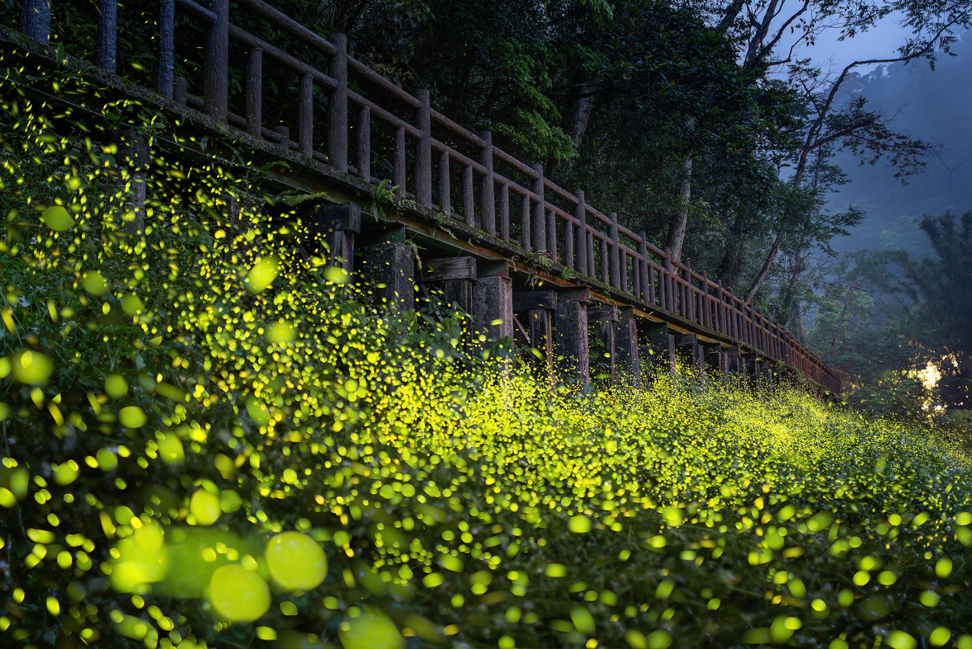 Global Photography Awards Winner - Firefly evening party under the wooden bridge