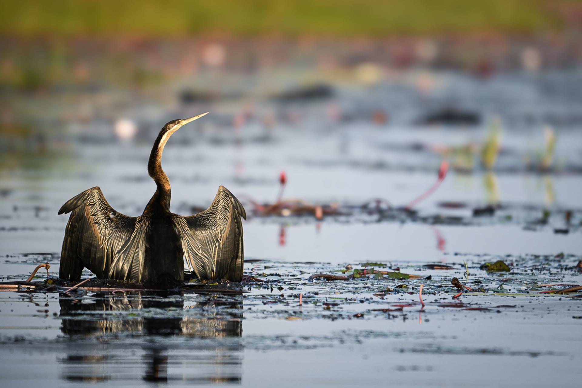 Global Photography Awards Winner - Gilded Wings