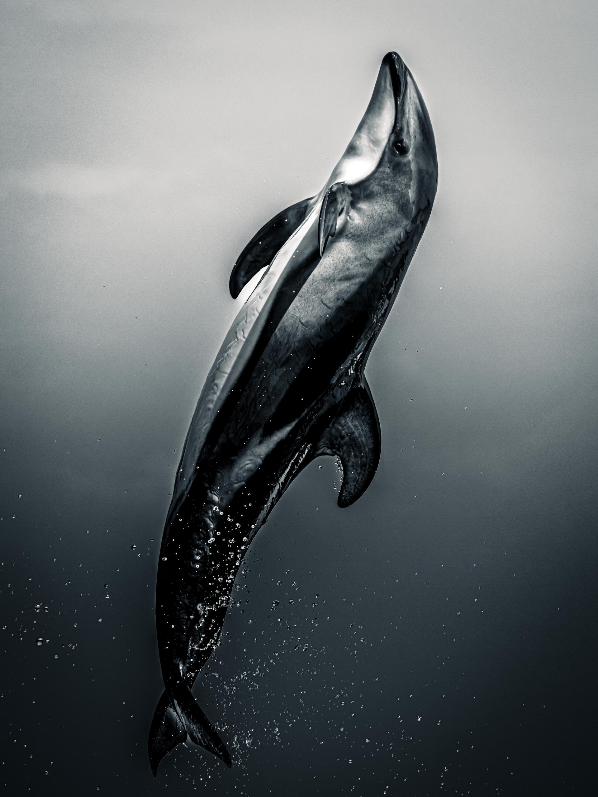 Global Photography Awards Winner - The Leap to Freedom
