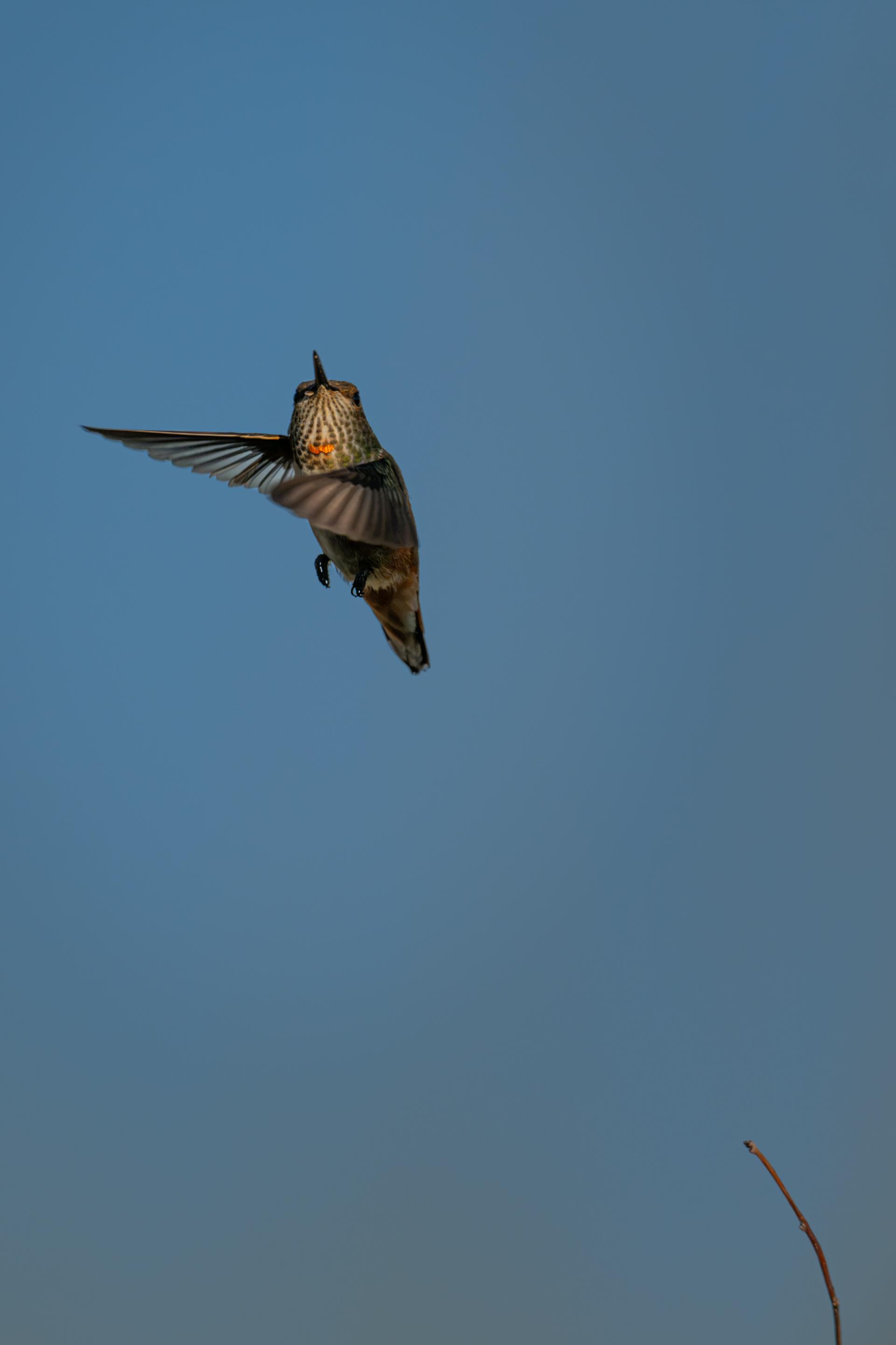 Global Photography Awards Winner - Hummingbird Brilliance