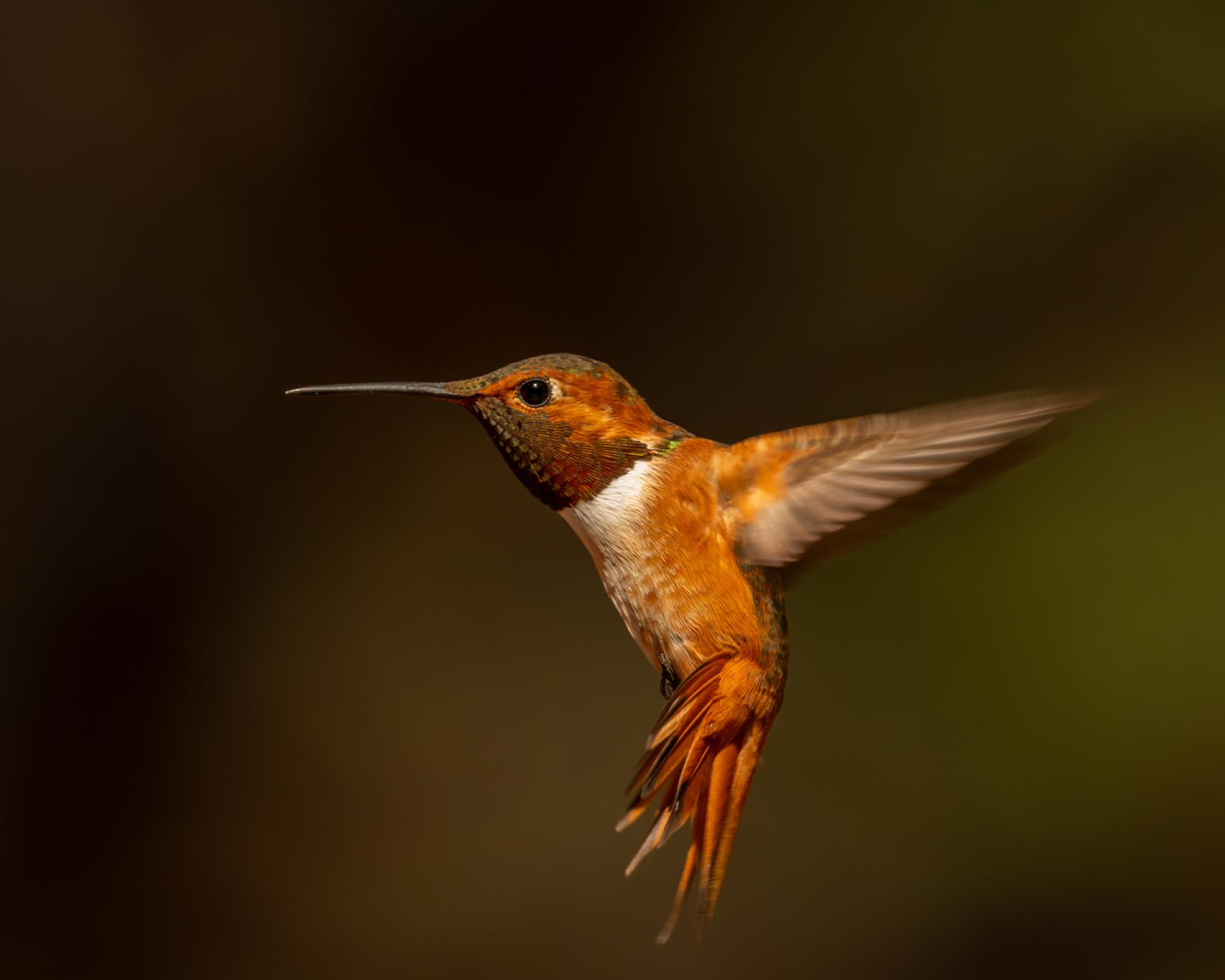 Global Photography Awards Winner - Hummingbird Brilliance