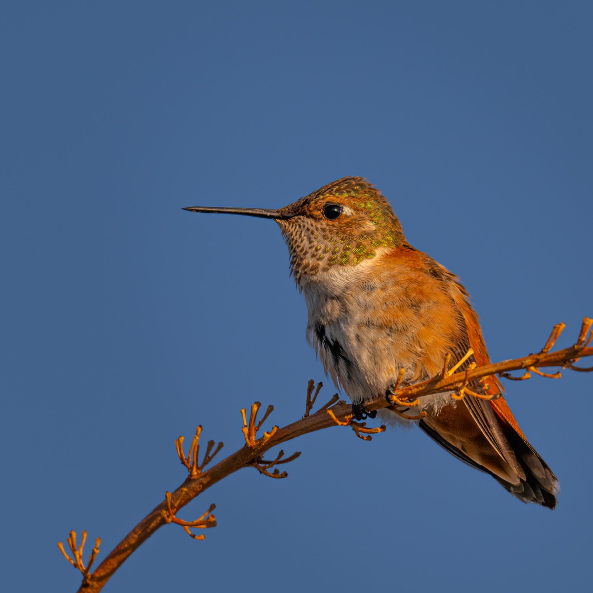 Global Photography Awards Winner - Hummingbird Brilliance