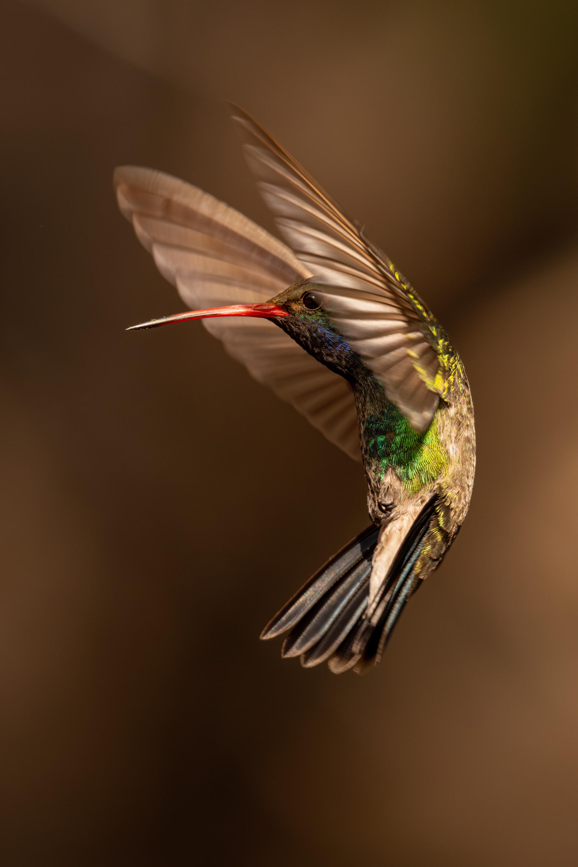 Global Photography Awards Winner - Hummingbird Brilliance